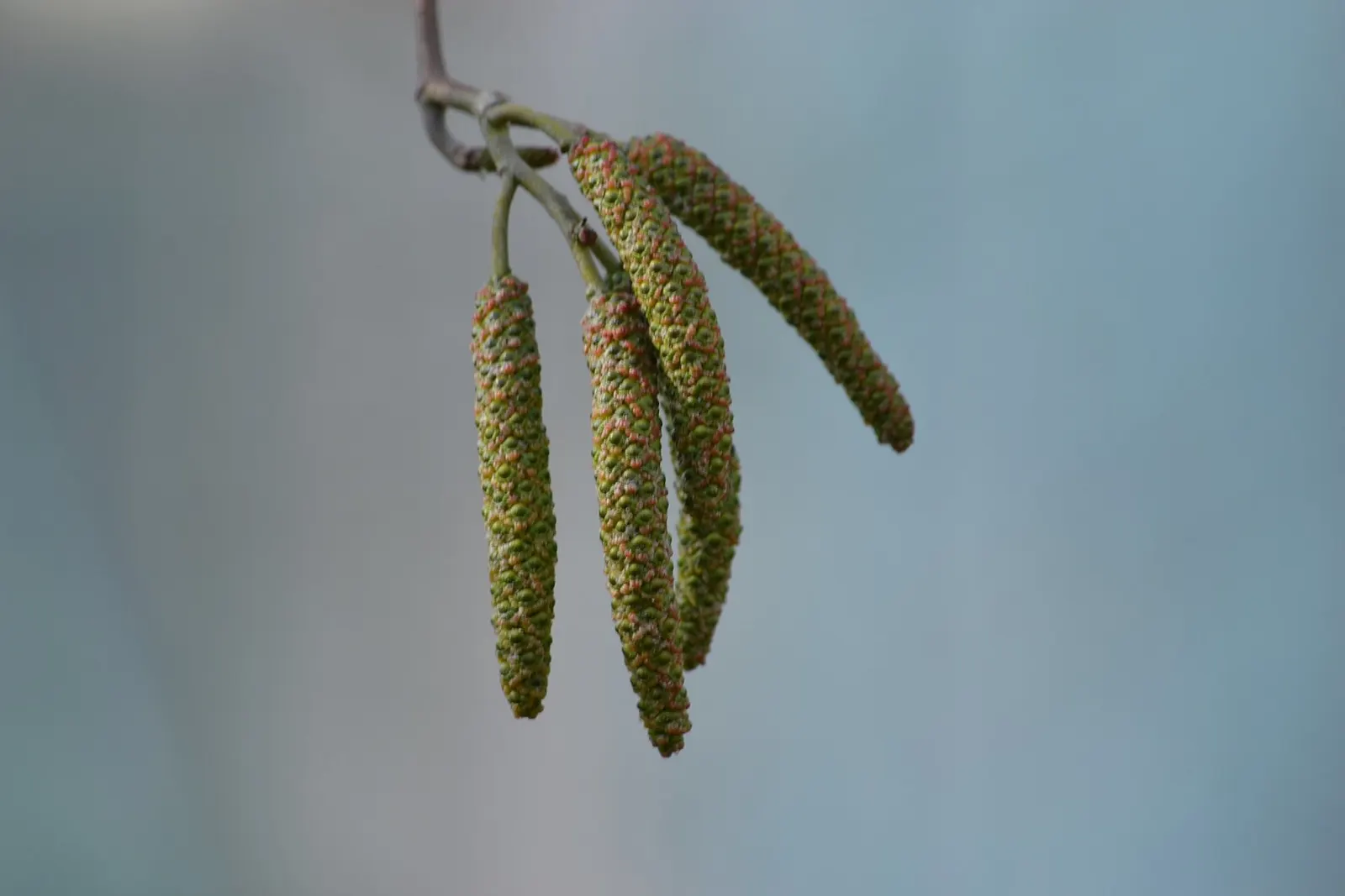 Italian Alder (Alnus Cordata) — heart-shaped leaves are a vibrant green