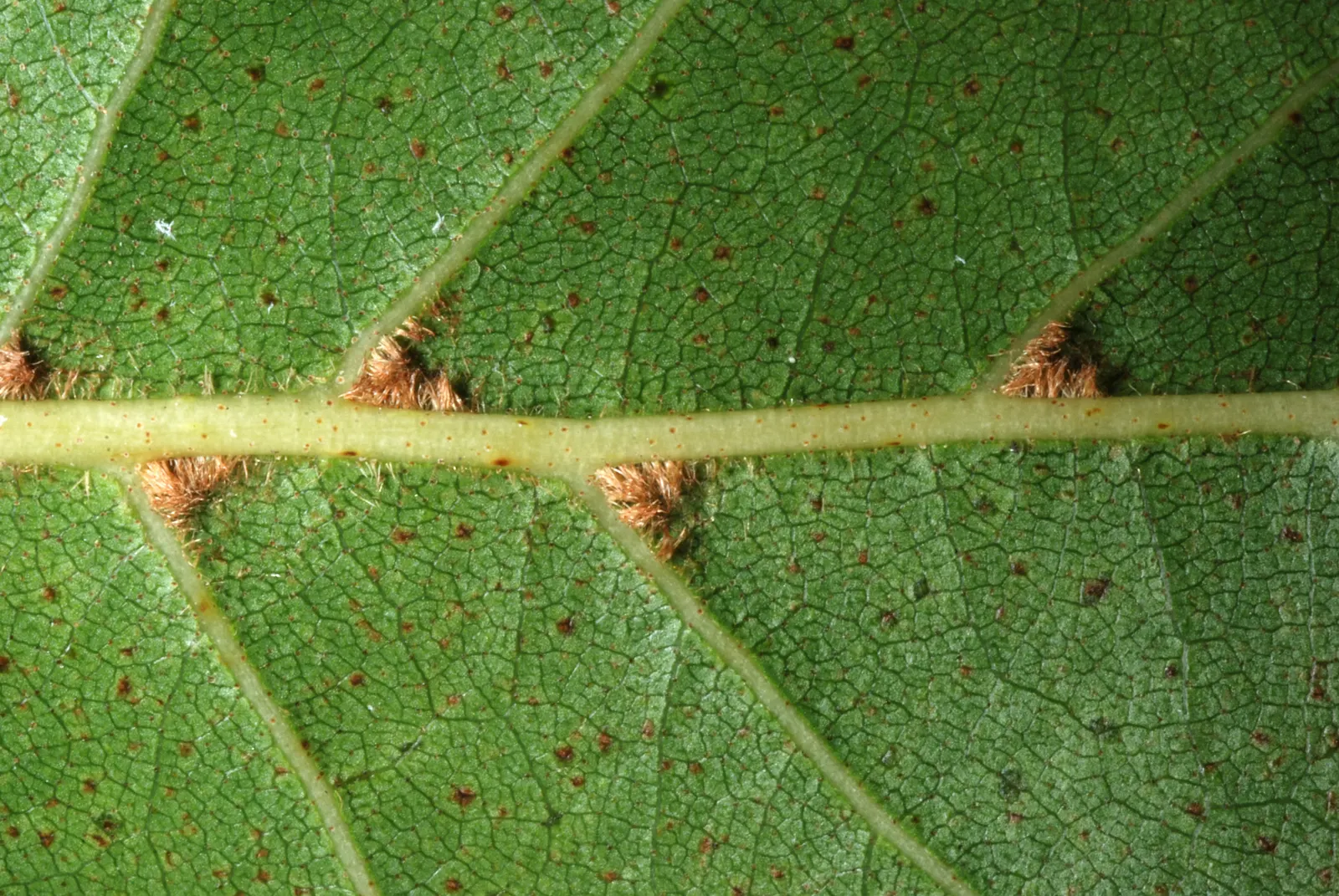 Italian Alder (Alnus Cordata) — measuring about 2 to 4 inches long