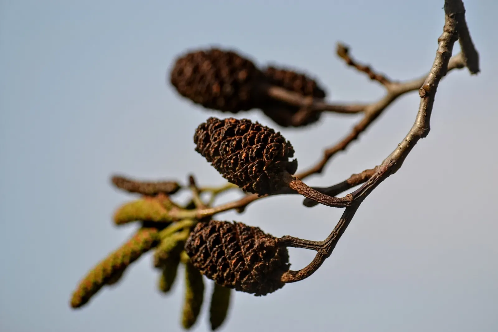 Italian Alder (Alnus Cordata) — The Italian Alder (Alnus cordata) is an attractive