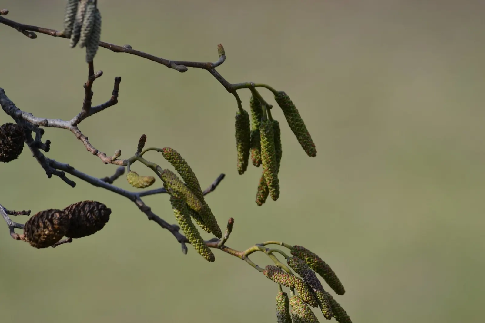 Italian Alder (Alnus Cordata) — this low-maintenance tree also excels in urban environments due to its pollution resistance; fast-growing deciduous tree