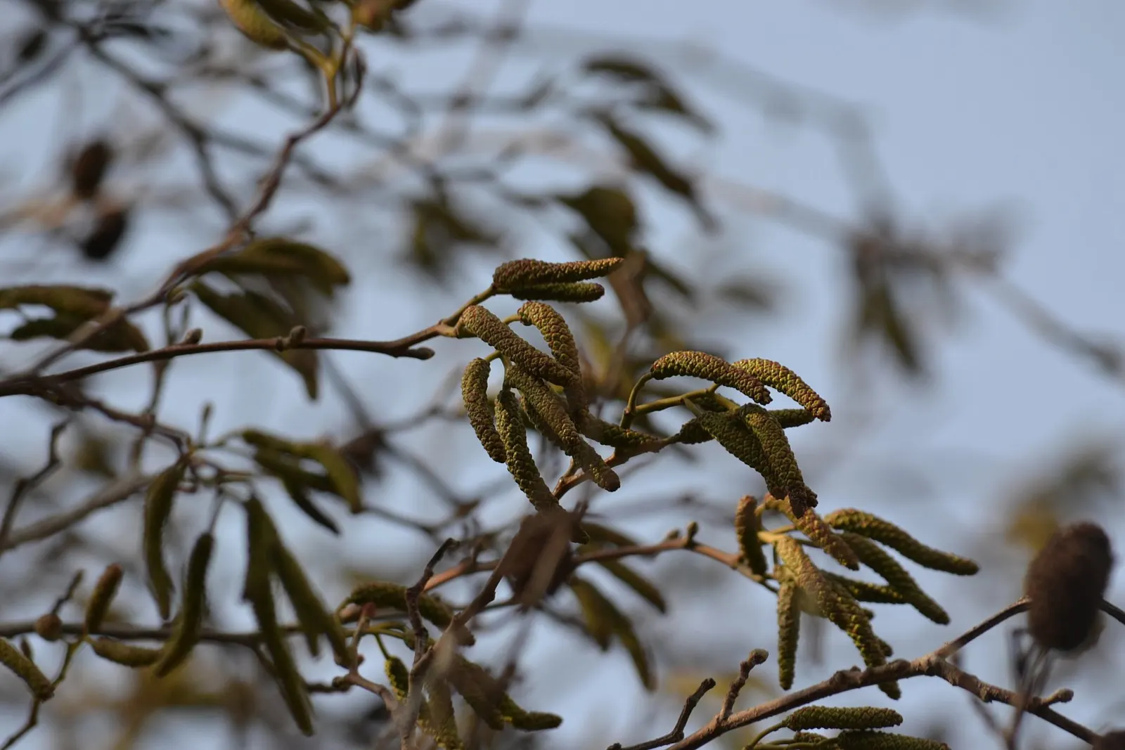 Italian Alder (Alnus Cordata) — Renowned for its glossy, heart-shaped leaves, it thrives in USDA zones 6-7 and is tolerant of poor soils; reaching heights of
