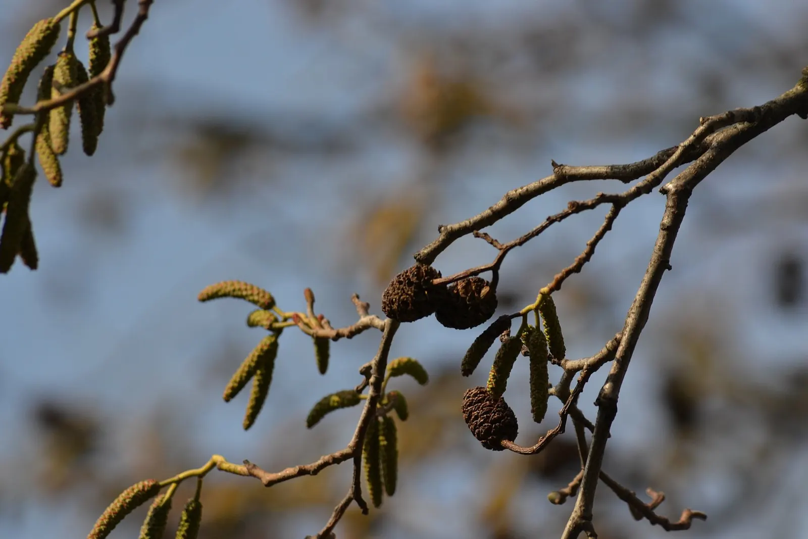 Italian Alder (Alnus Cordata) — It features yellow catkins in spring and conical fruits; heart-shaped leaves are a vibrant green