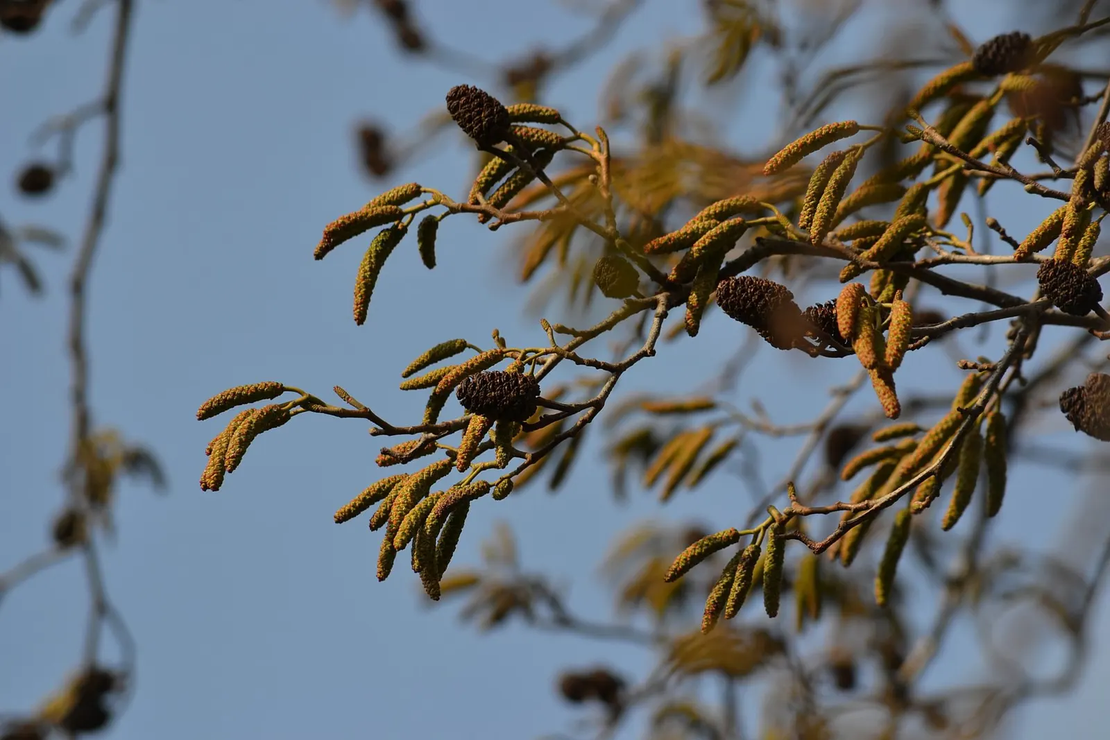 Italian Alder (Alnus Cordata) — tree for full or half