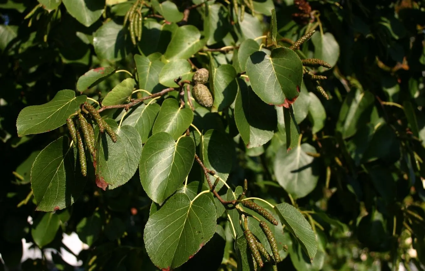 Italian Alder (Alnus Cordata) — the Italian Alder offers a conical to rounded crown