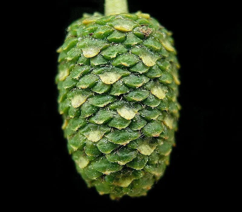 Italian Alder (Alnus Cordata) — fast-growing deciduous tree