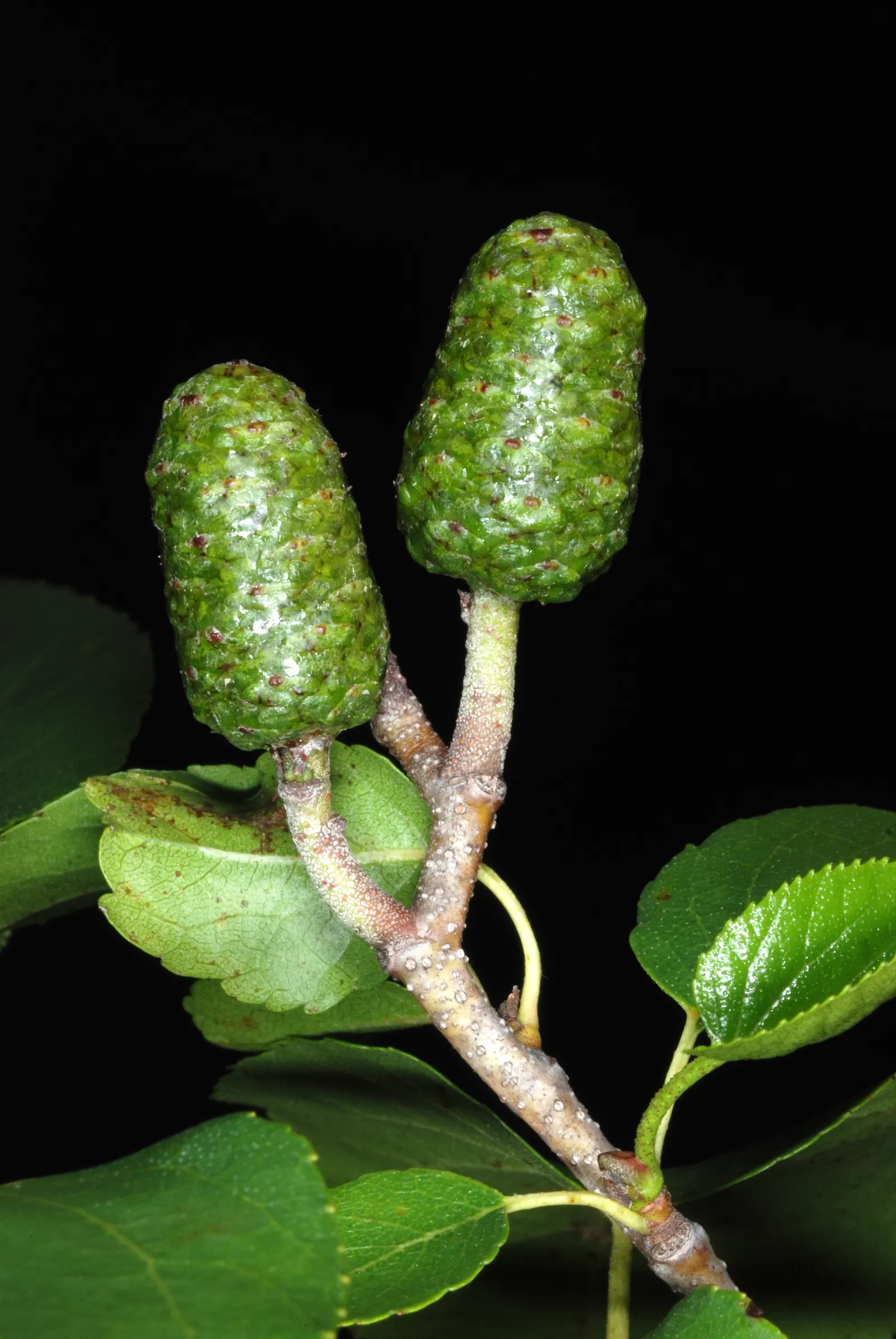 Italian Alder (Alnus Cordata) — The tree is also remarkably resistant to air pollution