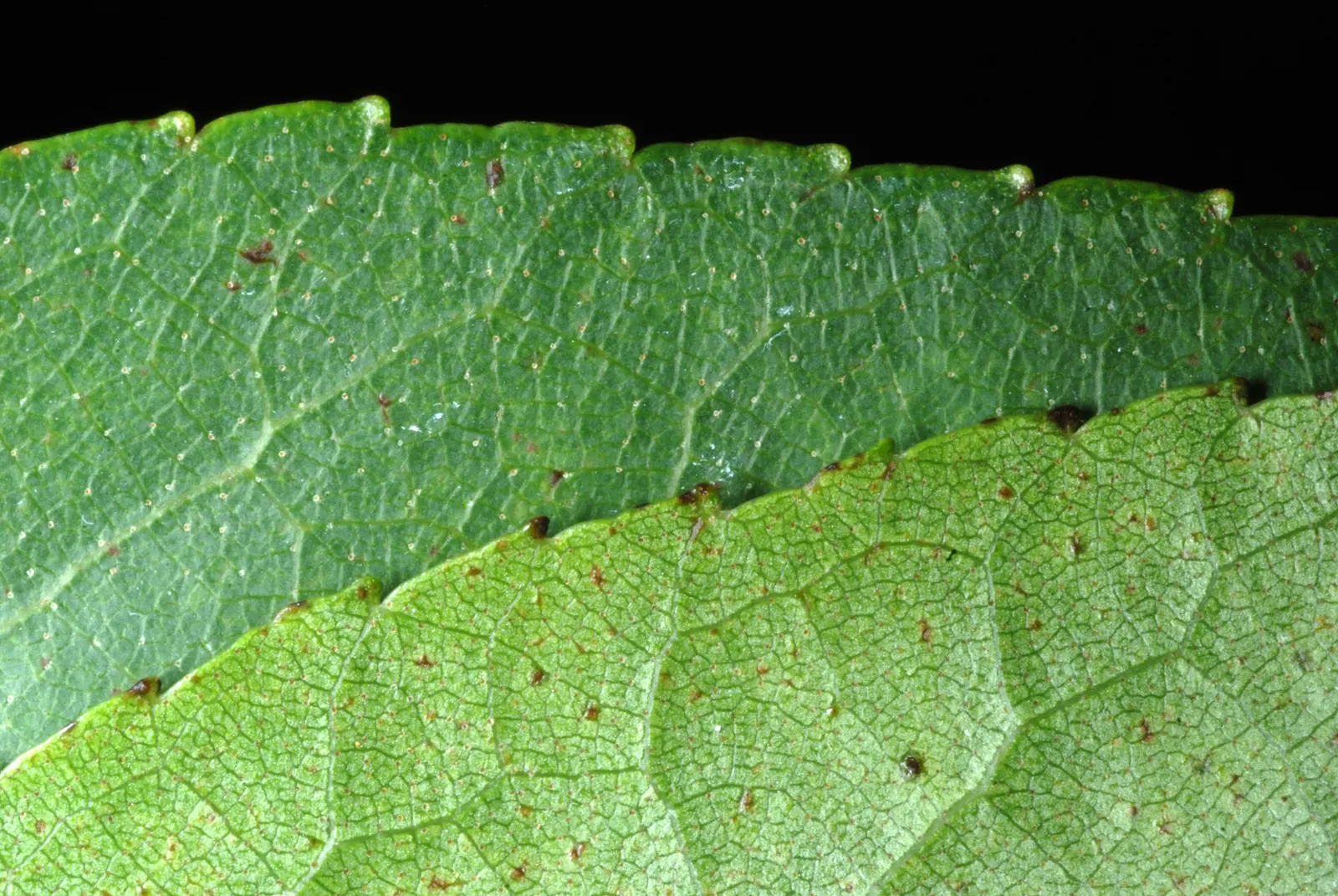 Italian Alder (Alnus Cordata) — The Italian Alder (Alnus cordata) is an attractive; renowned for its glossy, heart-shaped leaves, it thrives in USDA zones 6-7