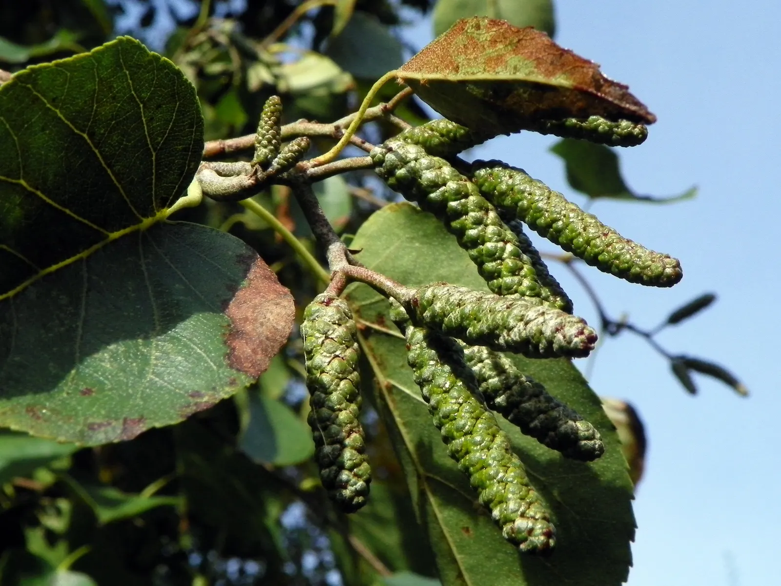 Italian Alder (Alnus Cordata) — and they offer a lush texture to the landscape
