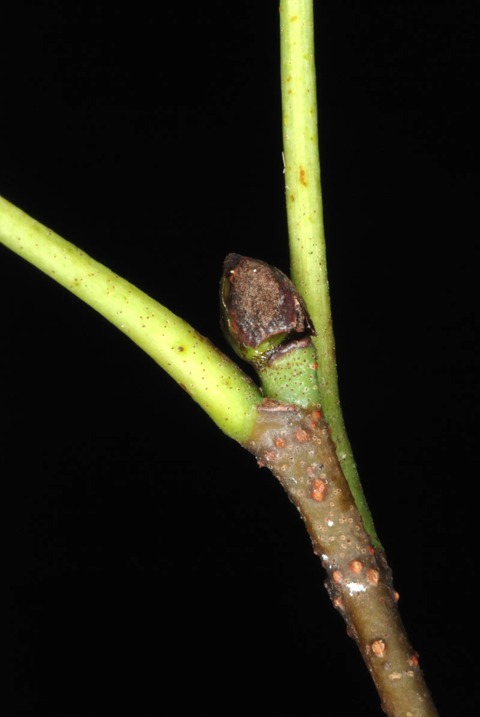 Italian Alder (Alnus Cordata) — fast-growing deciduous tree; measuring about 2 to 4 inches long