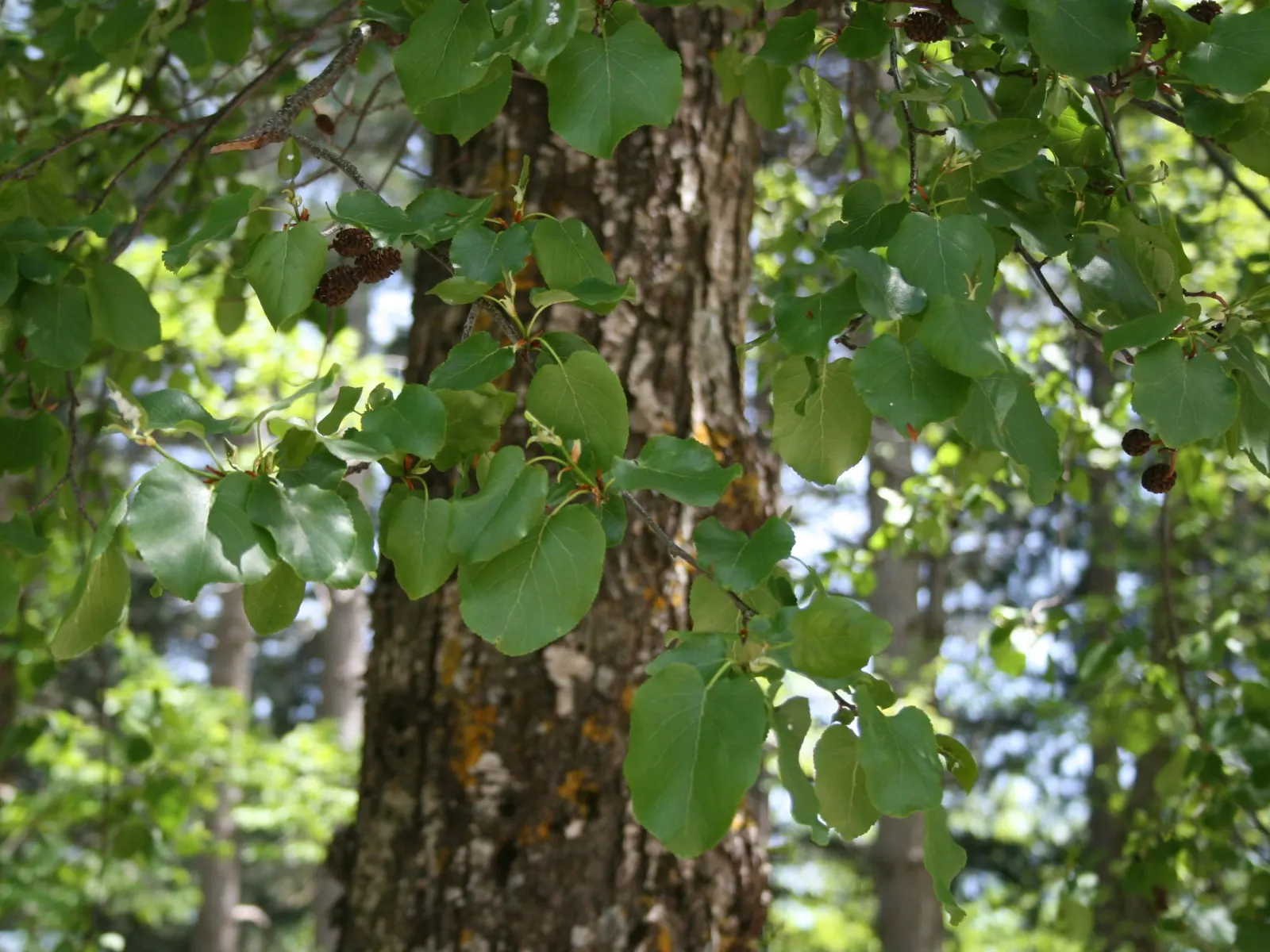 Italian Alder (Alnus Cordata) — consider its impressive height and spread at maturity