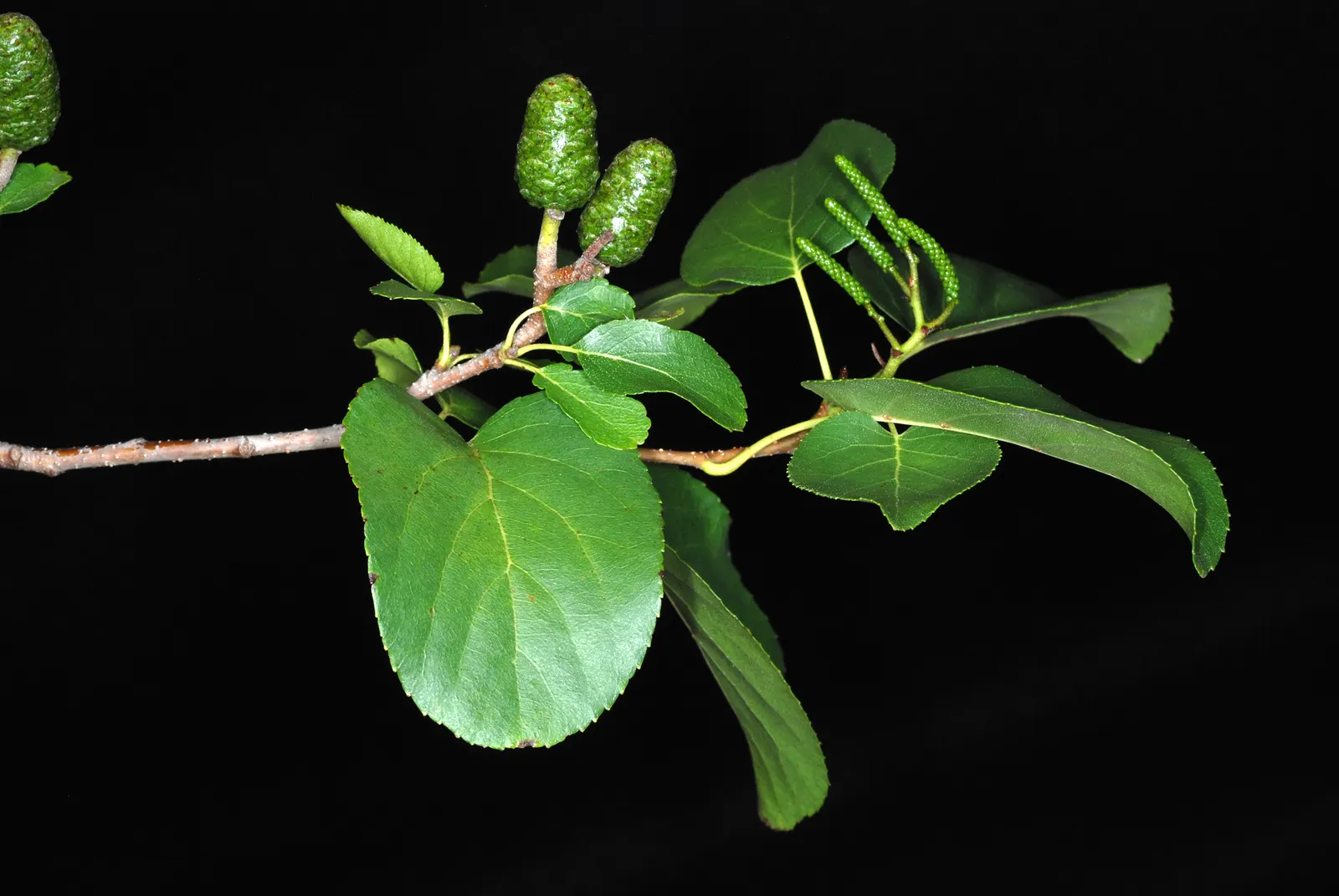 Italian Alder (Alnus Cordata) — showing good resistance to wind