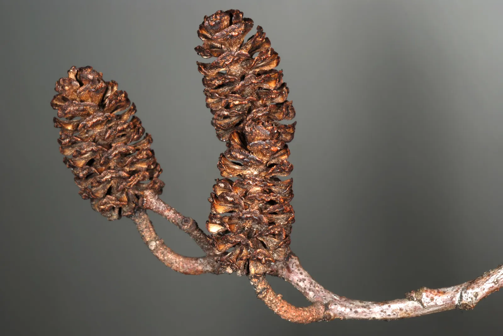 Italian Alder (Alnus Cordata) — which is an asset in more exposed locations or as a natural windbreak