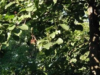 Italian Alder (Alnus Cordata) — heart-shaped leaves are a vibrant green; the Italian Alder (Alnus cordata) is an attractive