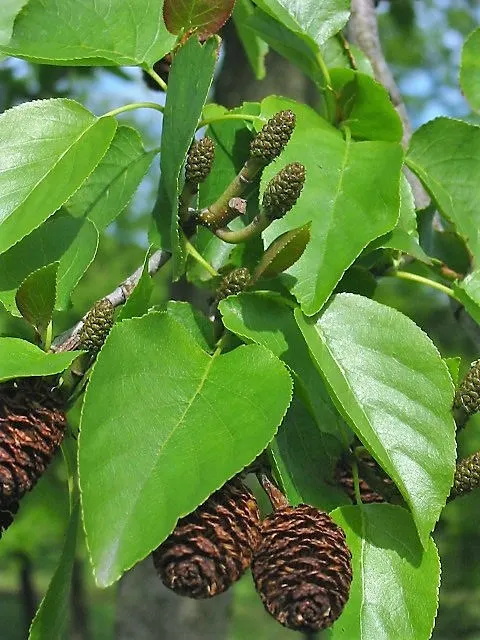 Italian Alder (Alnus Cordata) — This species is valued for its hardy nature and adaptability; the Italian Alder offers a conical to rounded crown