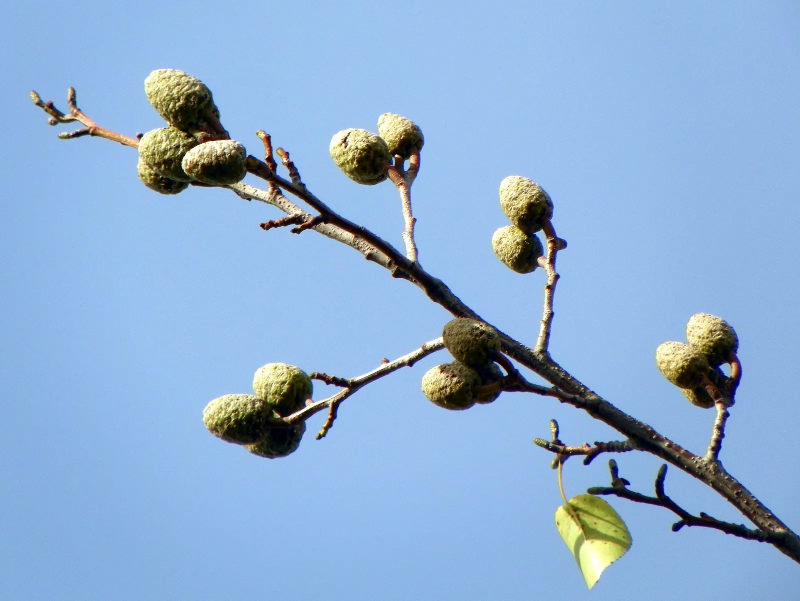Italian Alder (Alnus Cordata) — this low-maintenance tree also excels in urban environments due to its pollution resistance