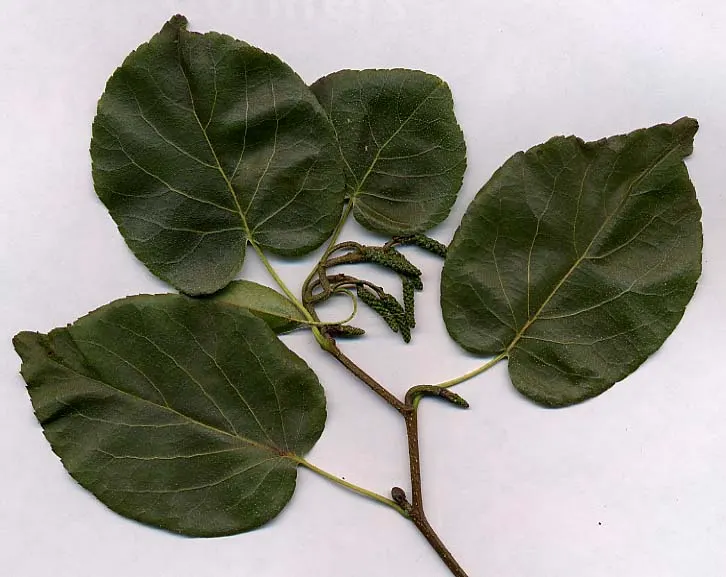 Italian Alder (Alnus Cordata) — it thrives in full sun to partial shade