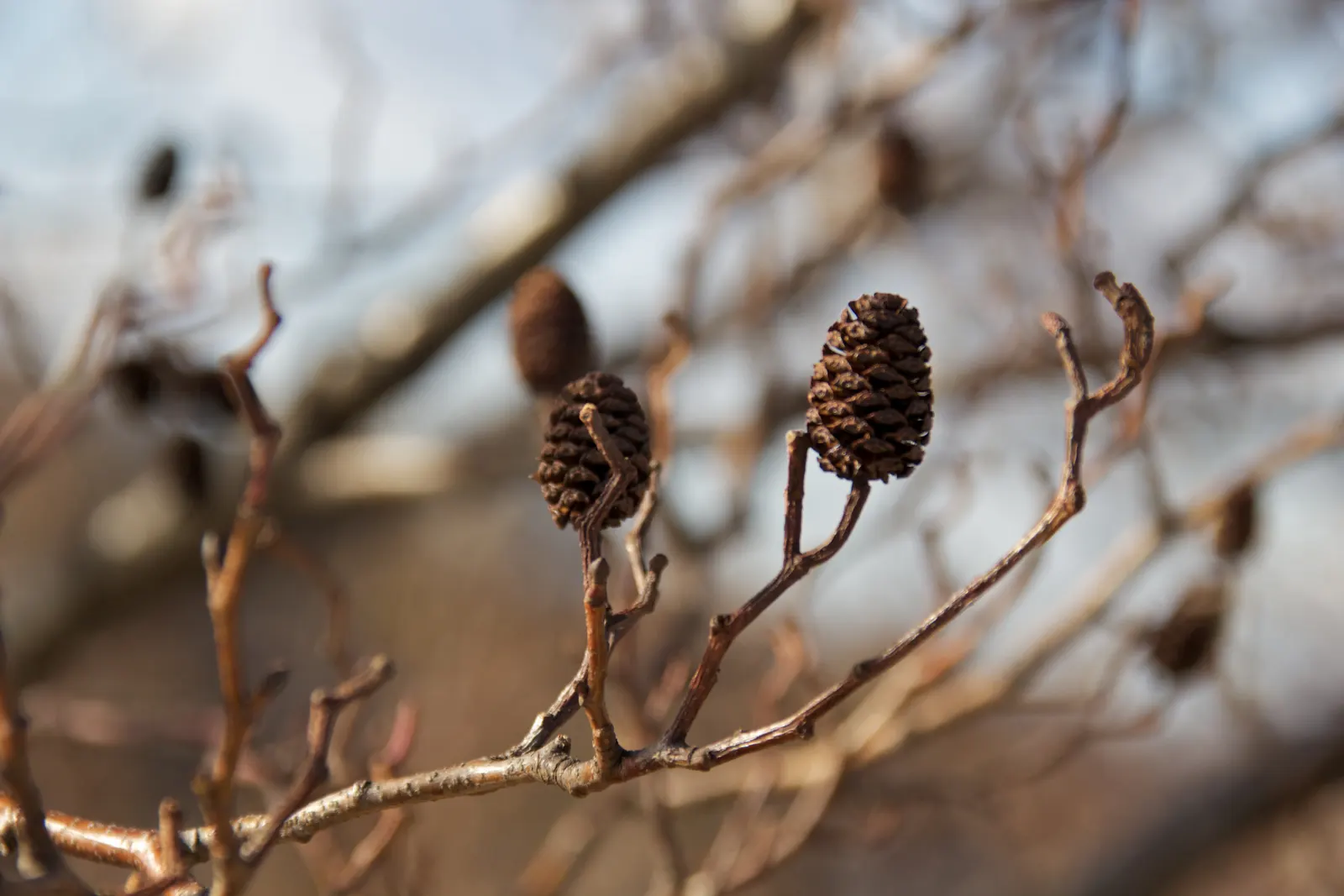 Italian Alder (Alnus Cordata) — Ideal for privacy screens and erosion control; making it suitable for urban settings.<br><br>Spring brings long