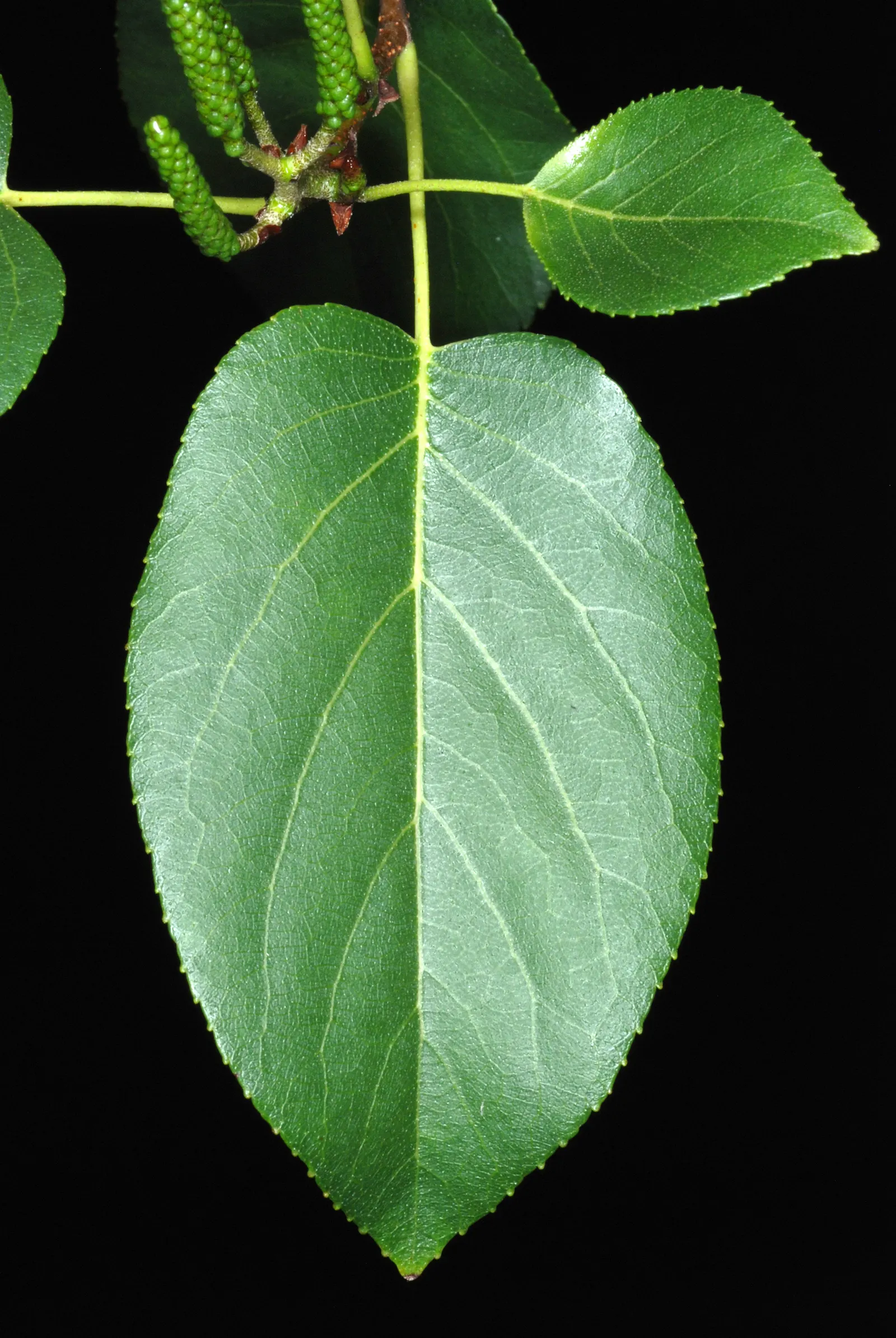 Italian Alder (Alnus Cordata) — the Italian Alder offers a conical to rounded crown; the tree is also remarkably resistant to air pollution