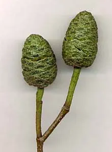 Italian Alder (Alnus Cordata) — it thrives in full sun to partial shade; tree for full or half