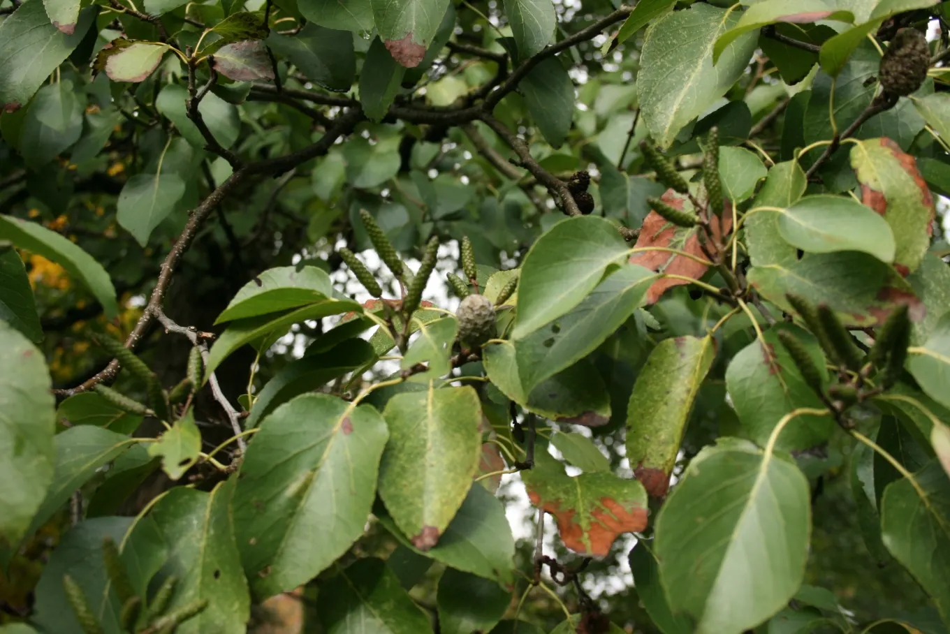 Italian Alder (Alnus Cordata) — This species is valued for its hardy nature and adaptability