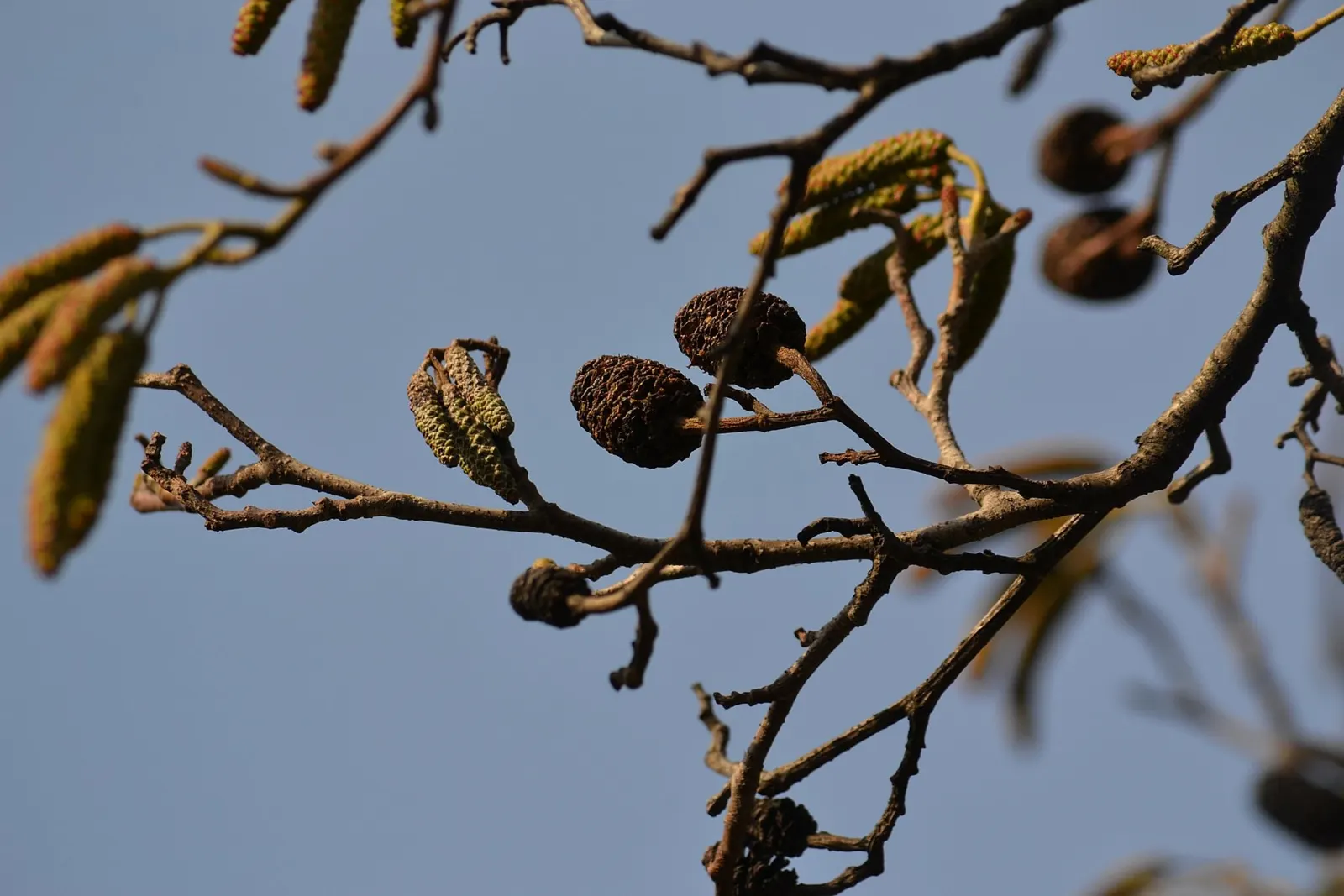 Italian Alder (Alnus Cordata) — measuring about 2 to 4 inches long; this species is valued for its hardy nature and adaptability