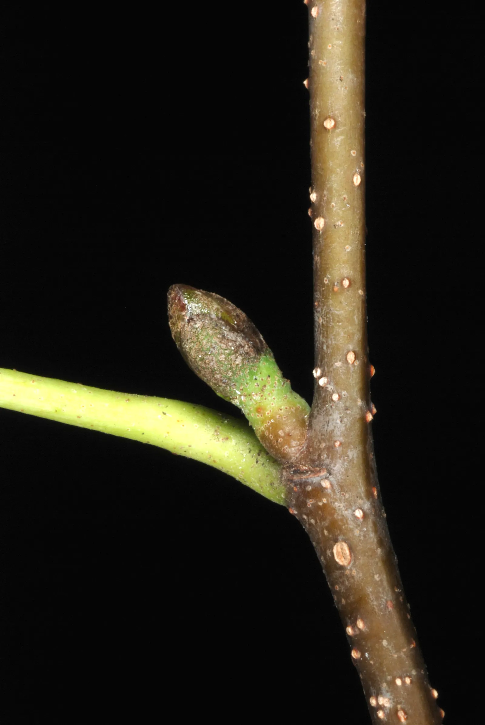 Italian Alder (Alnus Cordata) — It features yellow catkins in spring and conical fruits