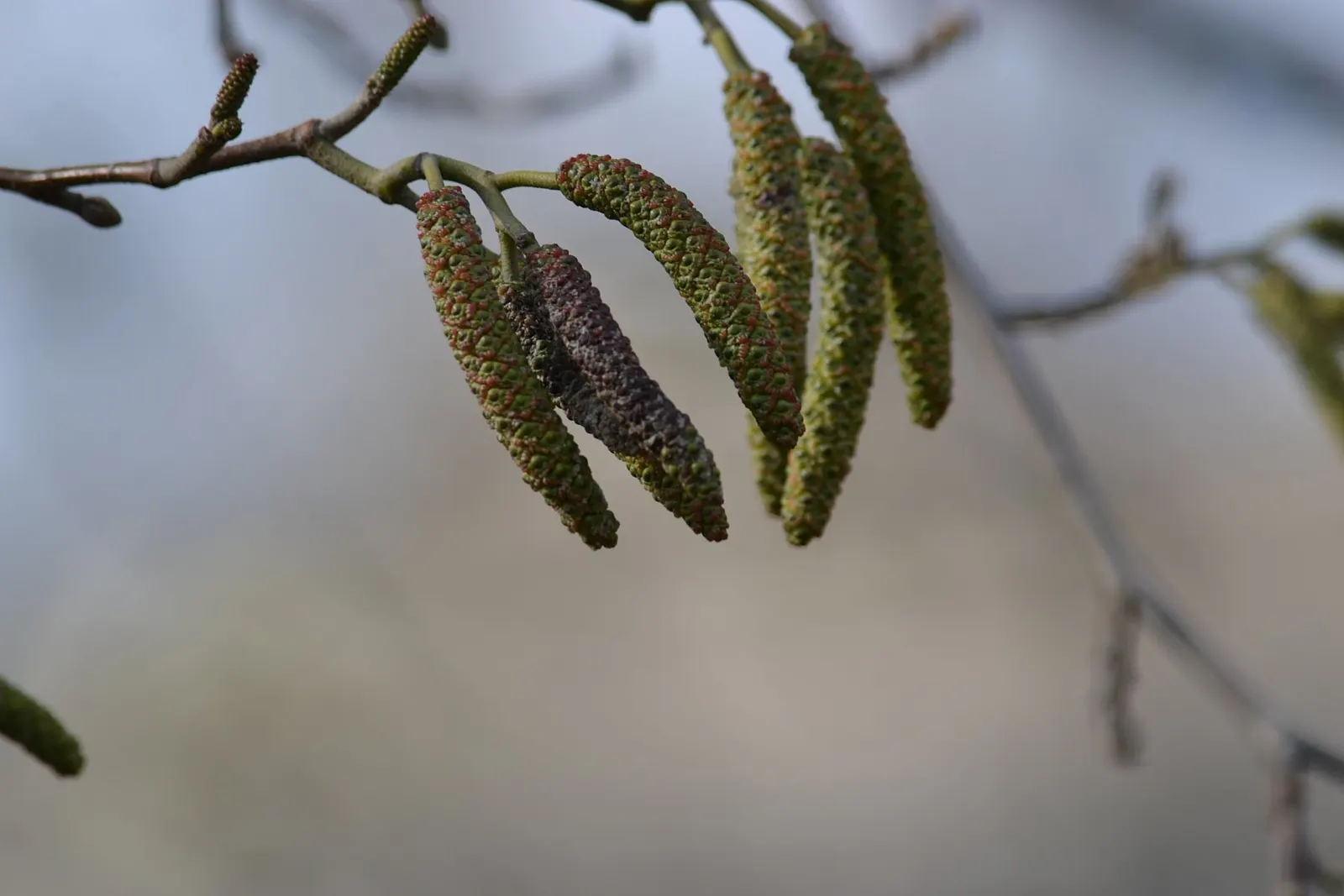 Italian Alder (Alnus Cordata) — Ensure it is placed where it has sufficient room to grow, as it will become a prominent feature in the garden