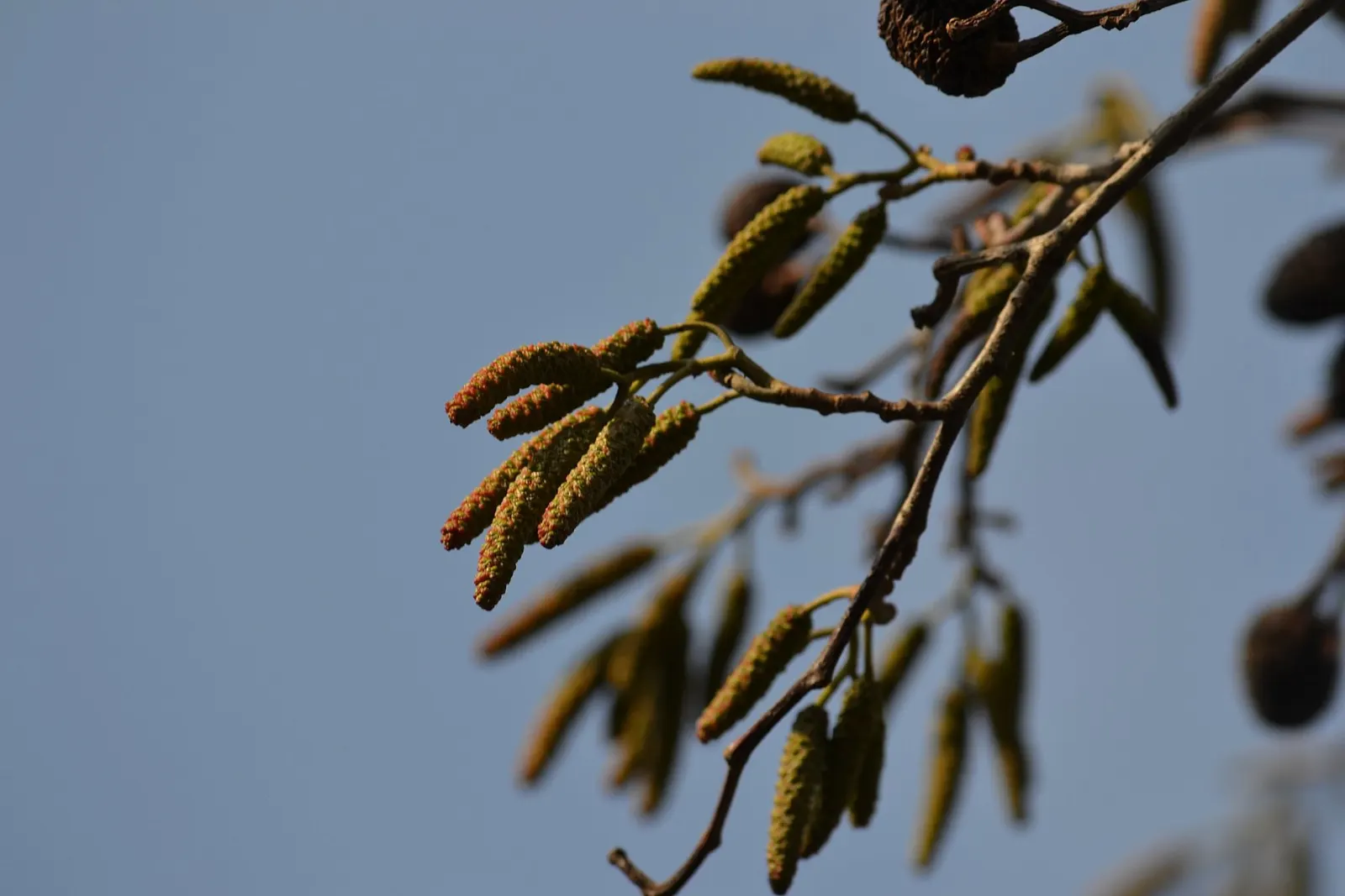 Italian Alder (Alnus Cordata) — reaching heights of 40-60 feet with a 20-40 foot spread