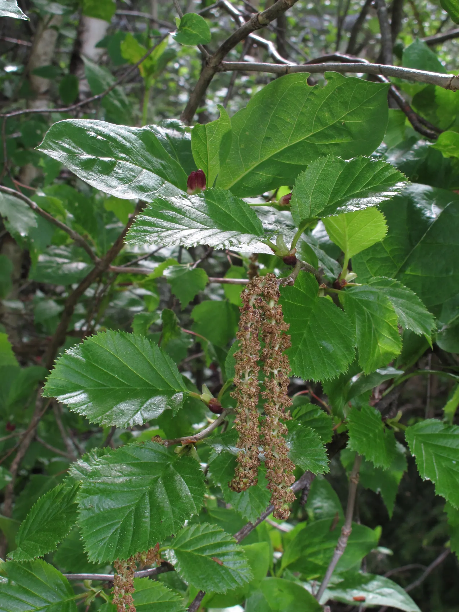 Italian Alder (Alnus Cordata) — yellowish male catkins and small female cones