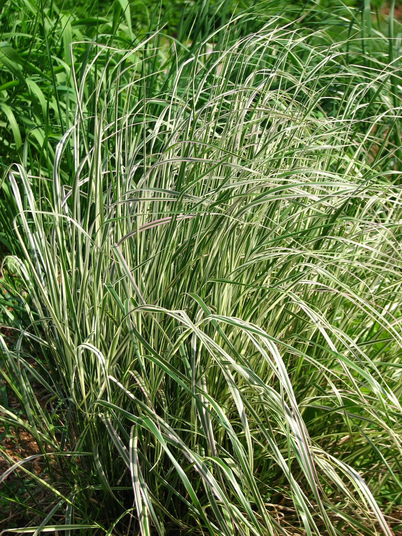 Variegated Reed Grass (Calamagrostis 'Overdam') — Perfect for adding texture to borders, 'Overdam' remains upright even in snow