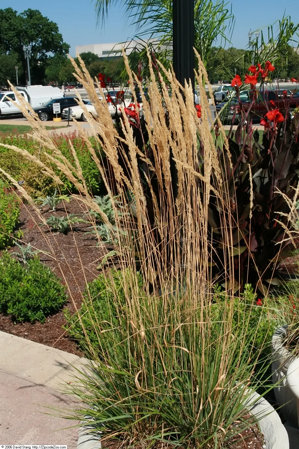Variegated Reed Grass (Calamagrostis 'Overdam') — is a striking ornamental grass that lends both texture and variegation to the landscape