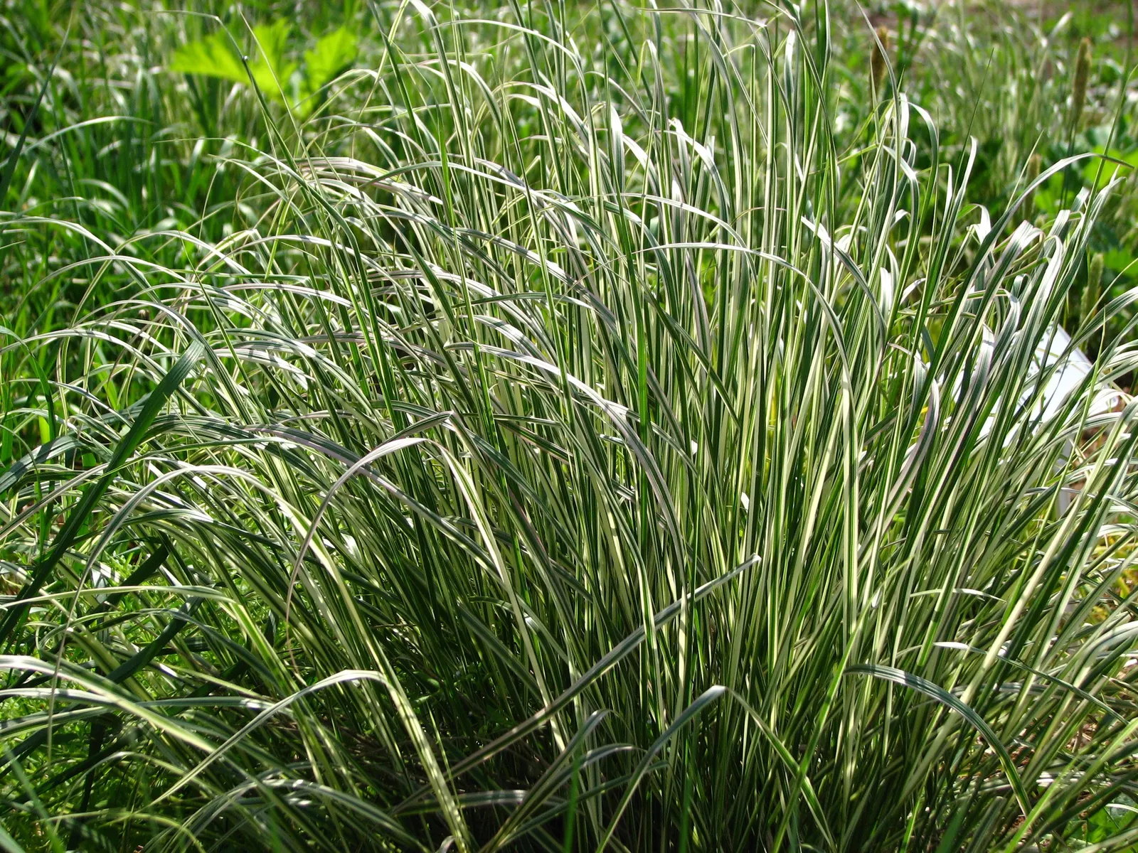 Variegated Reed Grass (Calamagrostis 'Overdam') — Hardy and resilient, it thrives in full sun to partial shade, reaching 3-4 feet in height with a 2-foot spread