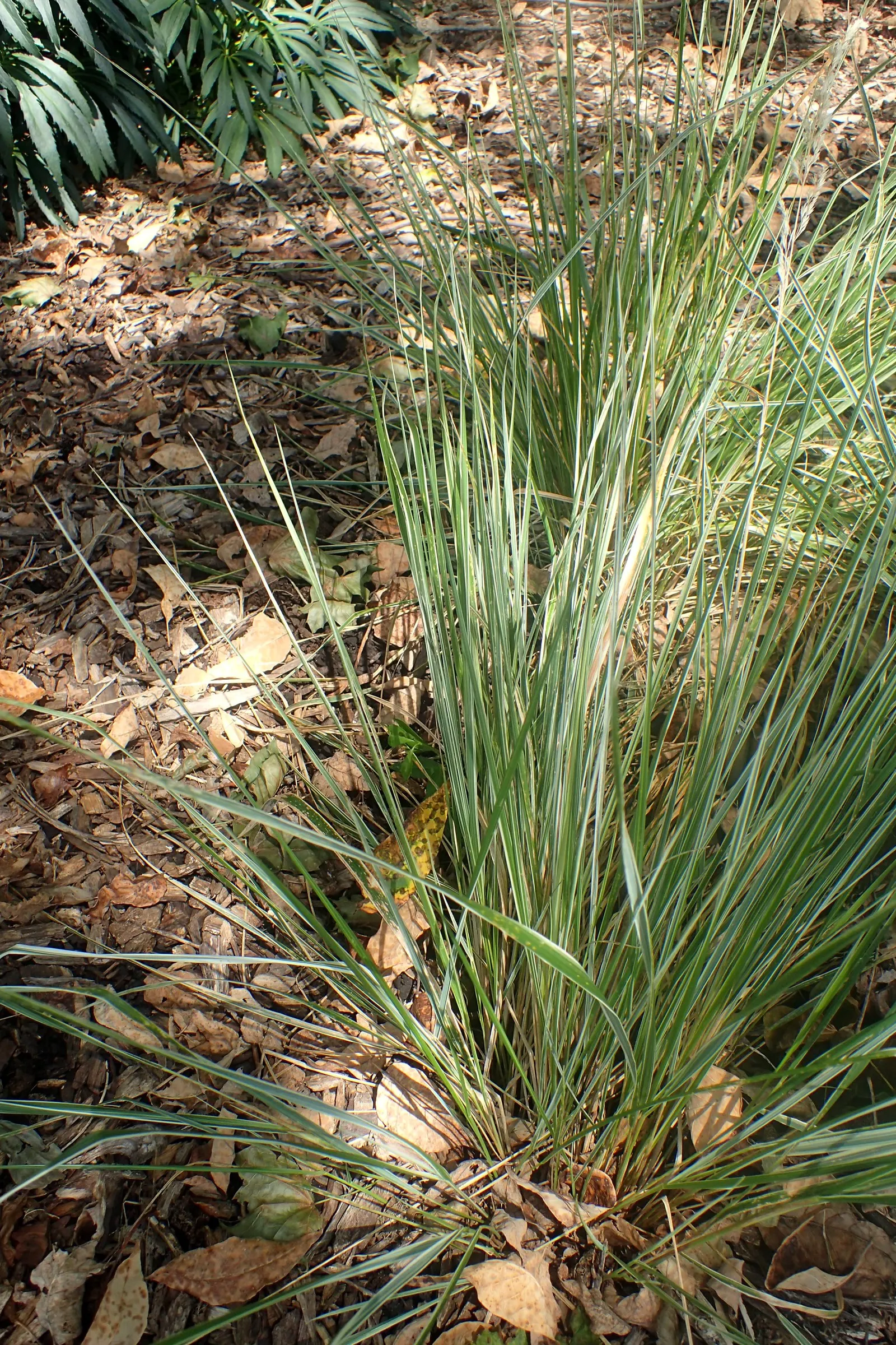 Variegated Reed Grass (Calamagrostis 'Overdam') — offers year-round interest with its feathery plumes and cream-striped foliage