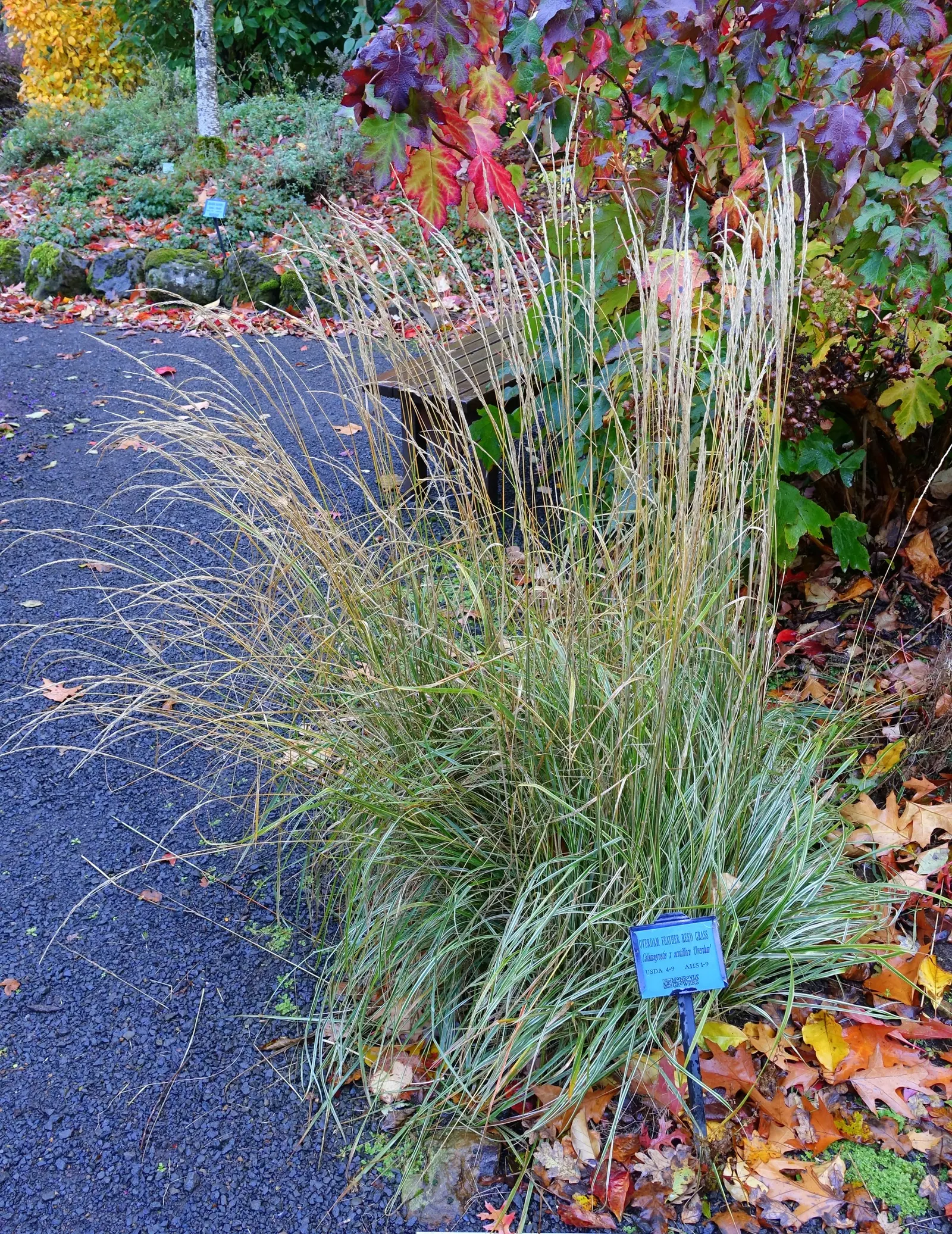 Variegated Reed Grass (Calamagrostis 'Overdam') — scientifically known as Calamagrostis x acutiflora 'Overdam'