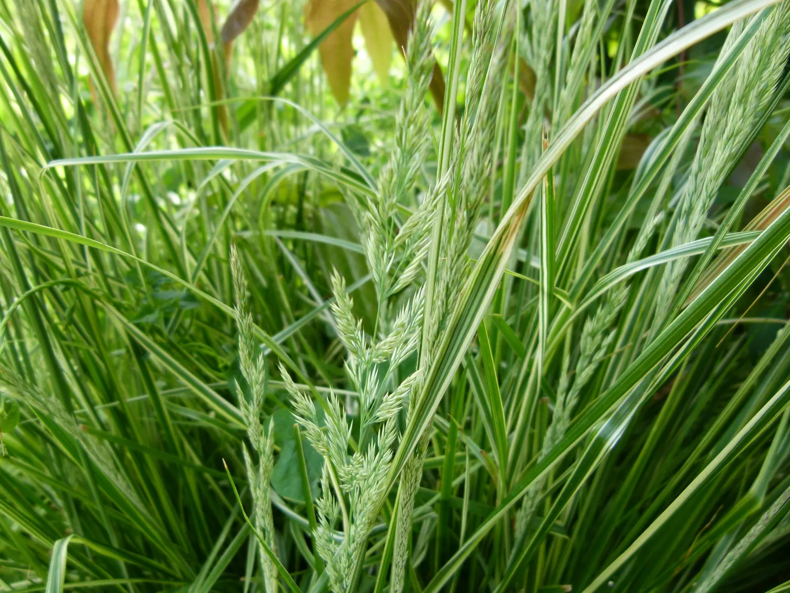 Variegated Reed Grass (Calamagrostis 'Overdam') — Zones 4-8 favor this low-maintenance, clump-forming perennial, which also provides winter habitat for wildlife