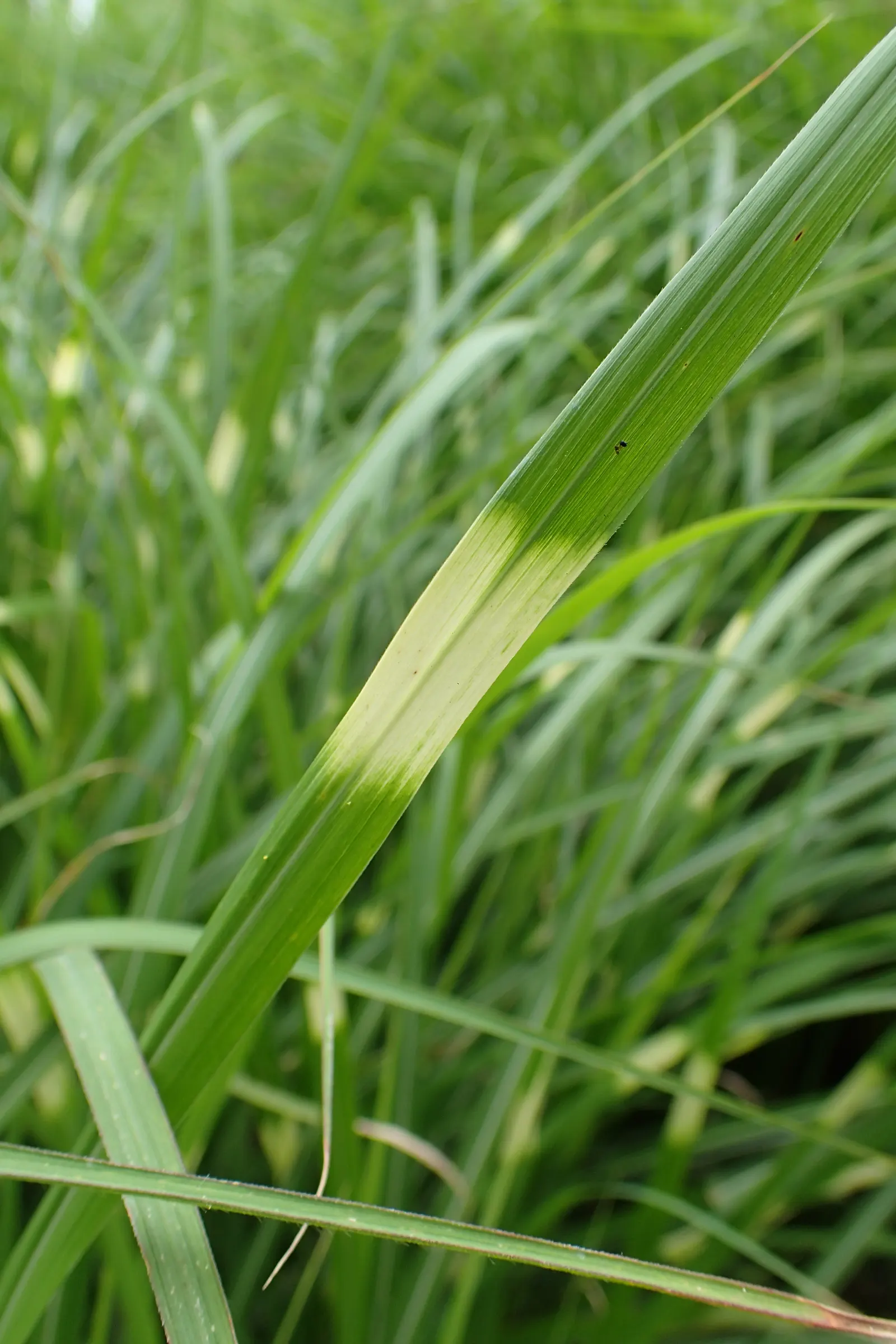Zebra Grass (Miscanthus Sinensis 'Zebrinus') — Ideal for use as a privacy screen or accent plant, it thrives in full sun and well-drained soil