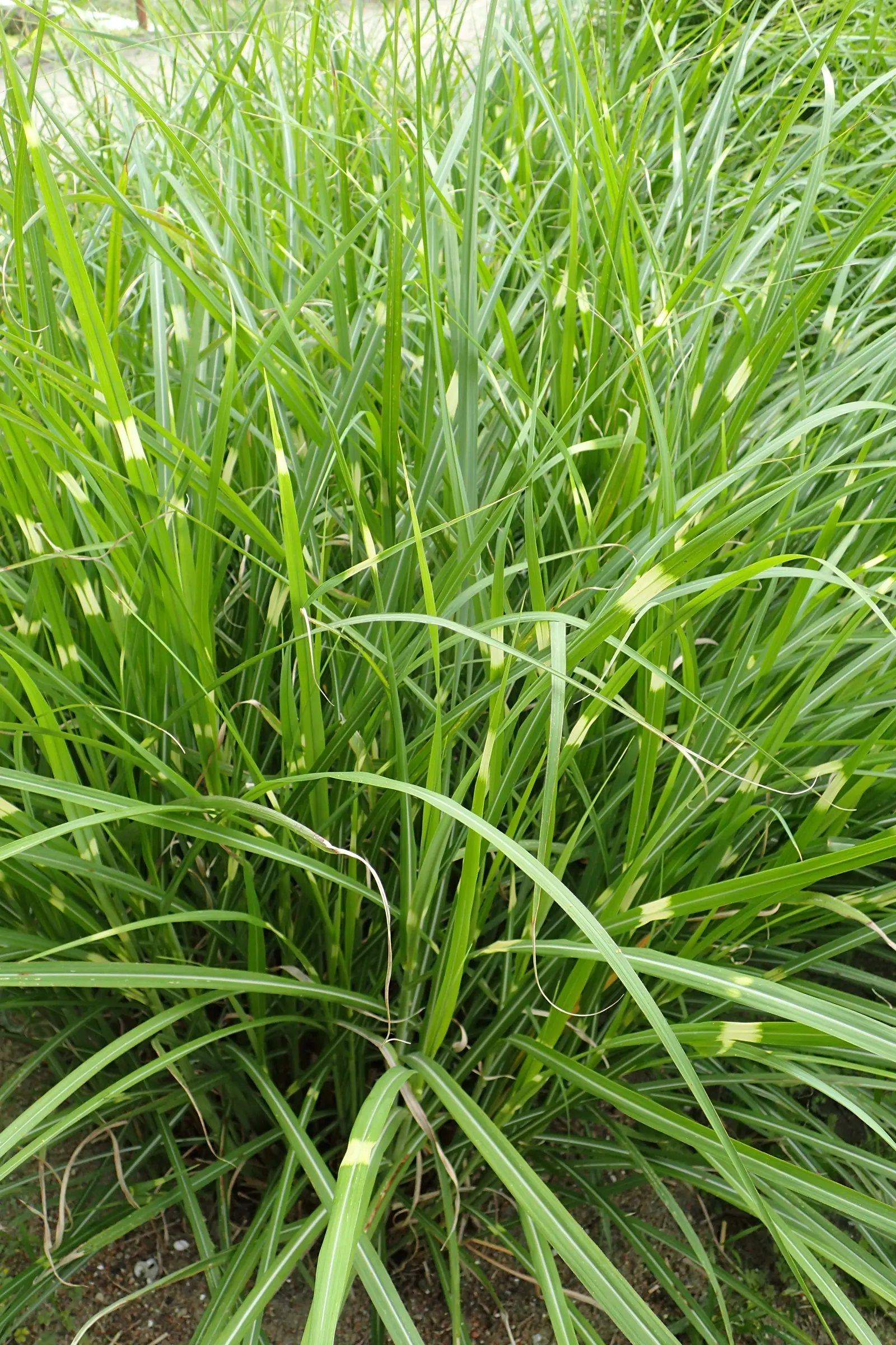 Zebra Grass (Miscanthus Sinensis 'Zebrinus') — providing a bold texture and visual interest to the landscape