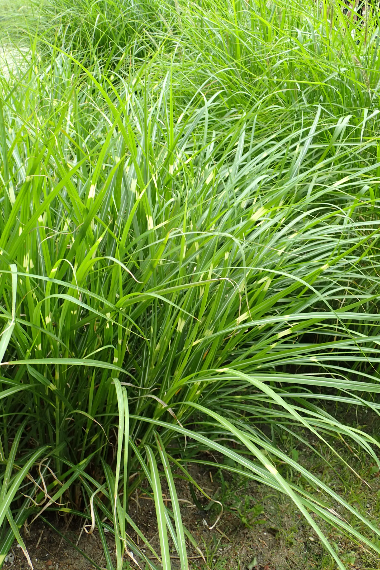 Zebra Grass (Miscanthus Sinensis 'Zebrinus') — This perennial reaches up to 6-8 feet tall and 4-5 feet wide