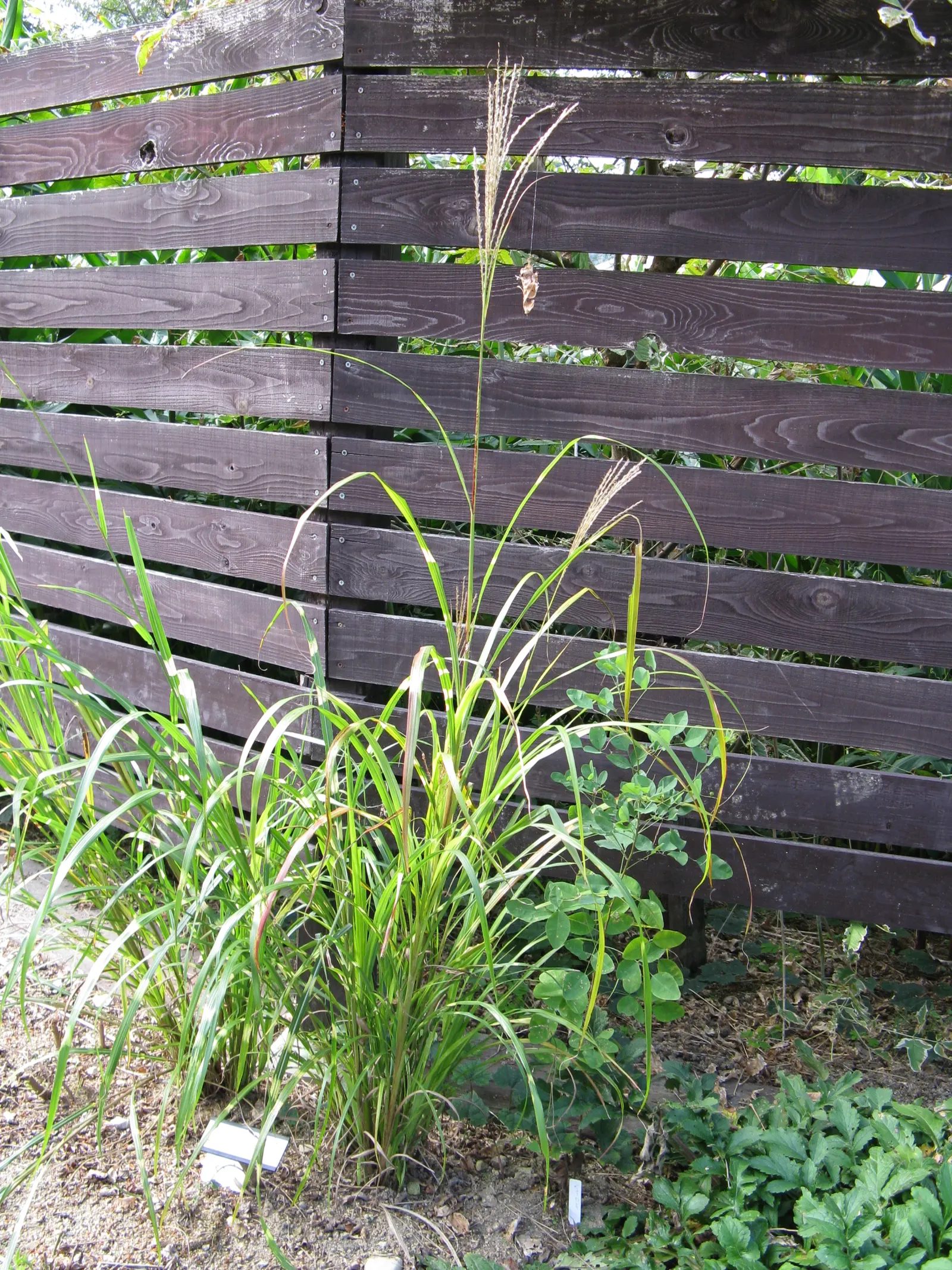 Zebra Grass (Miscanthus Sinensis 'Zebrinus') — Hardy in Zones 5-9, it requires minimal maintenance once established