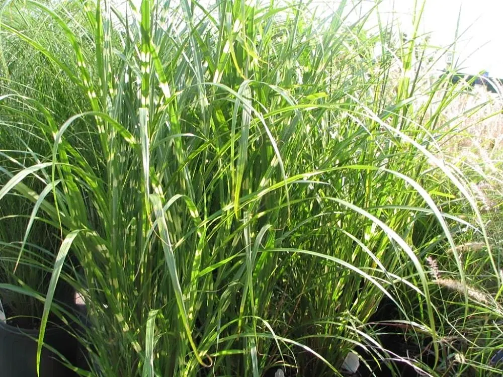 Zebra Grass (Miscanthus Sinensis 'Zebrinus') — This perennial grass is known for its unique horizontally-banded foliage