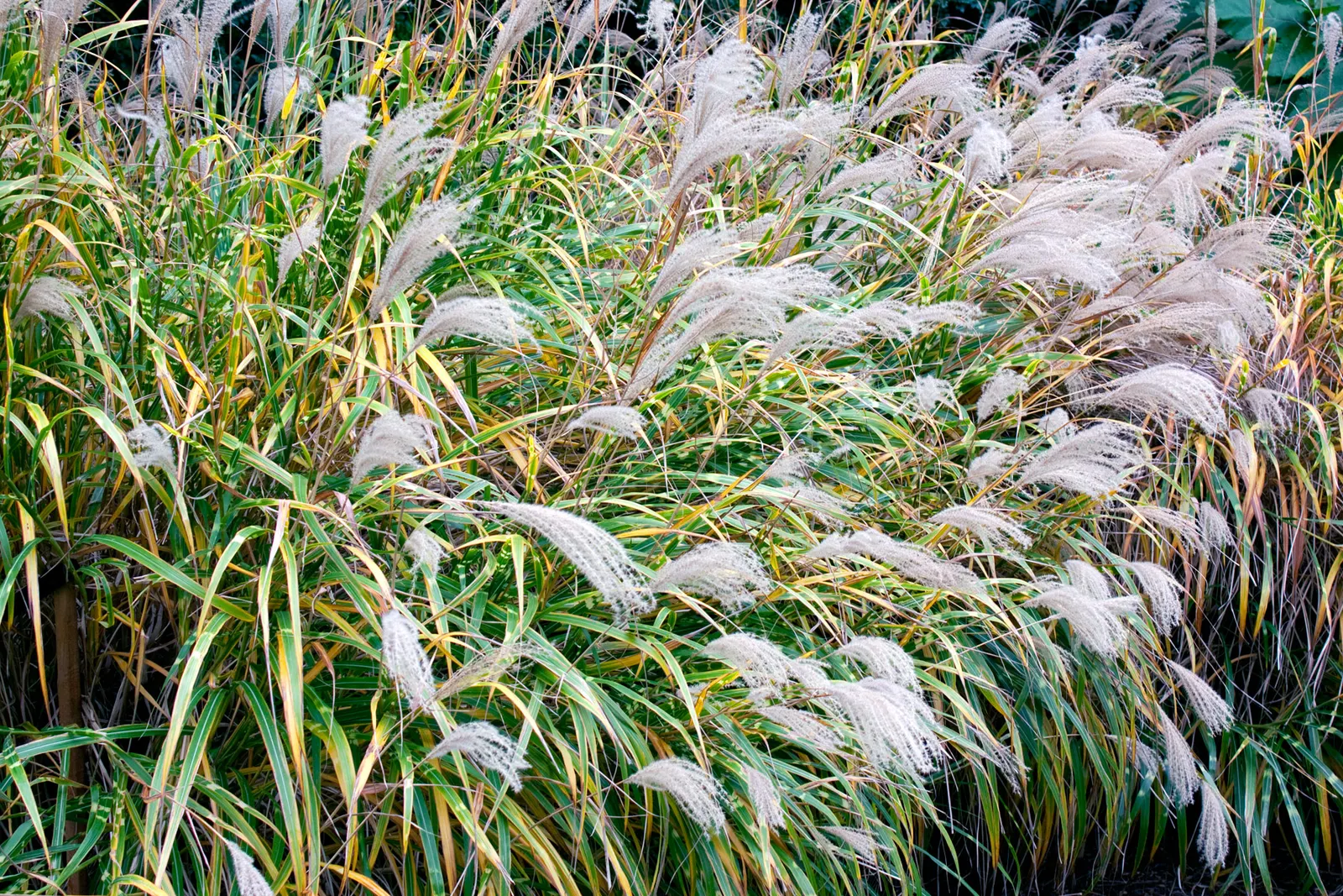 Zebra Grass (Miscanthus Sinensis 'Zebrinus') — is a striking ornamental grass that adds both structure and dramatic flair to the landscape