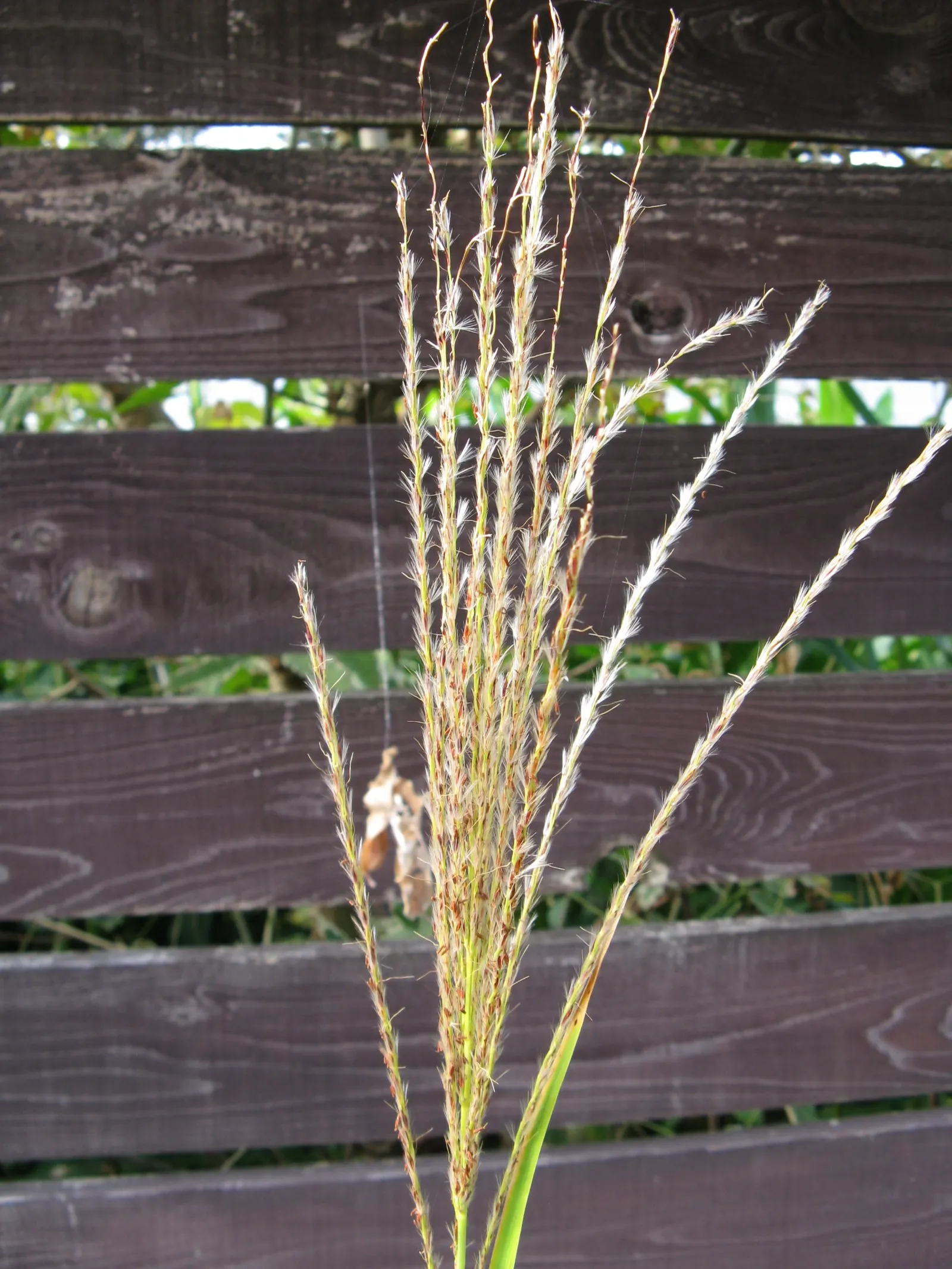 Zebra Grass (Miscanthus Sinensis 'Zebrinus') — commonly referred to as Zebra Grass