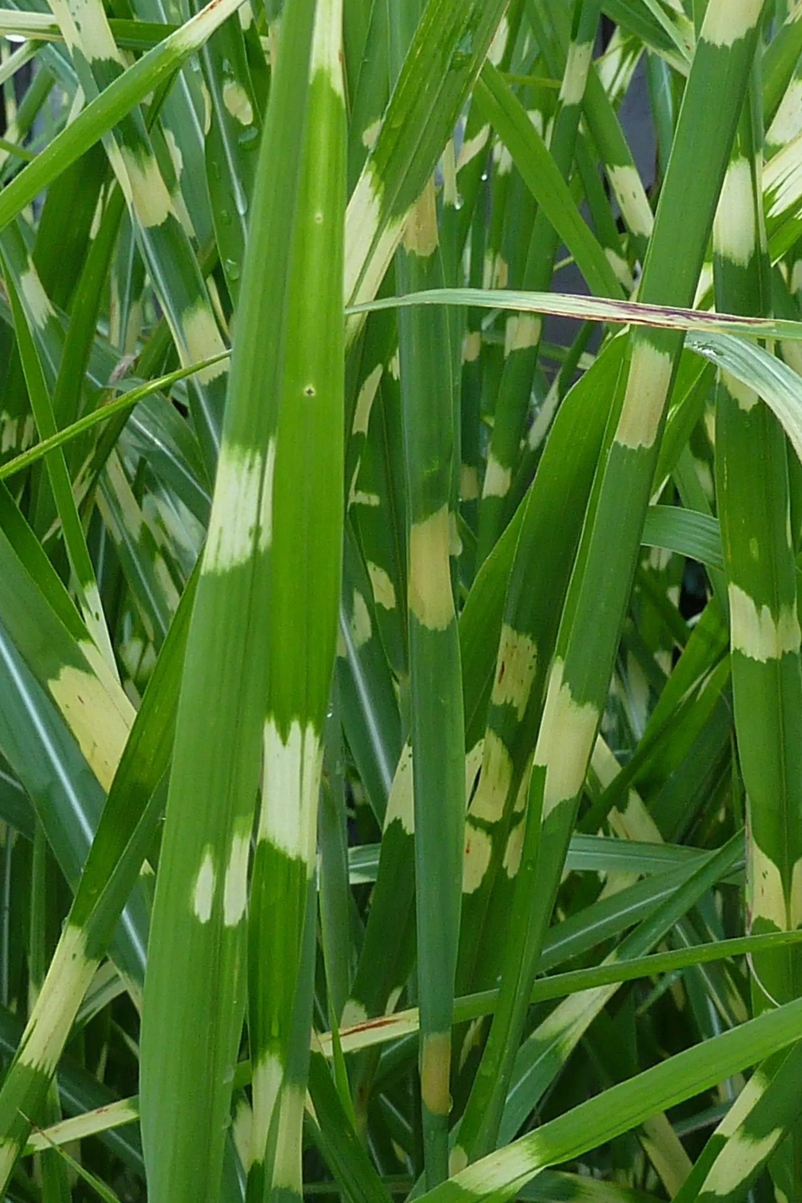 Zebra Grass (Miscanthus Sinensis 'Zebrinus') — resembling a zebra's stripes