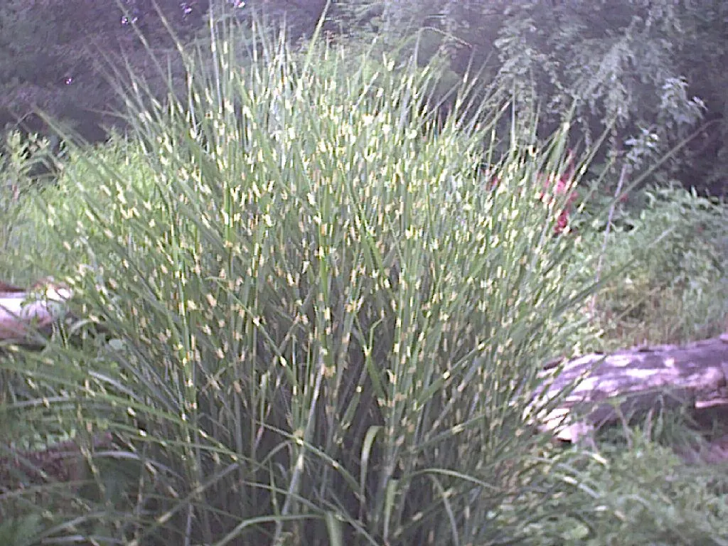 Zebra Grass (Miscanthus Sinensis 'Zebrinus') — with pale yellow to cream-colored stripes that cut across a rich green background