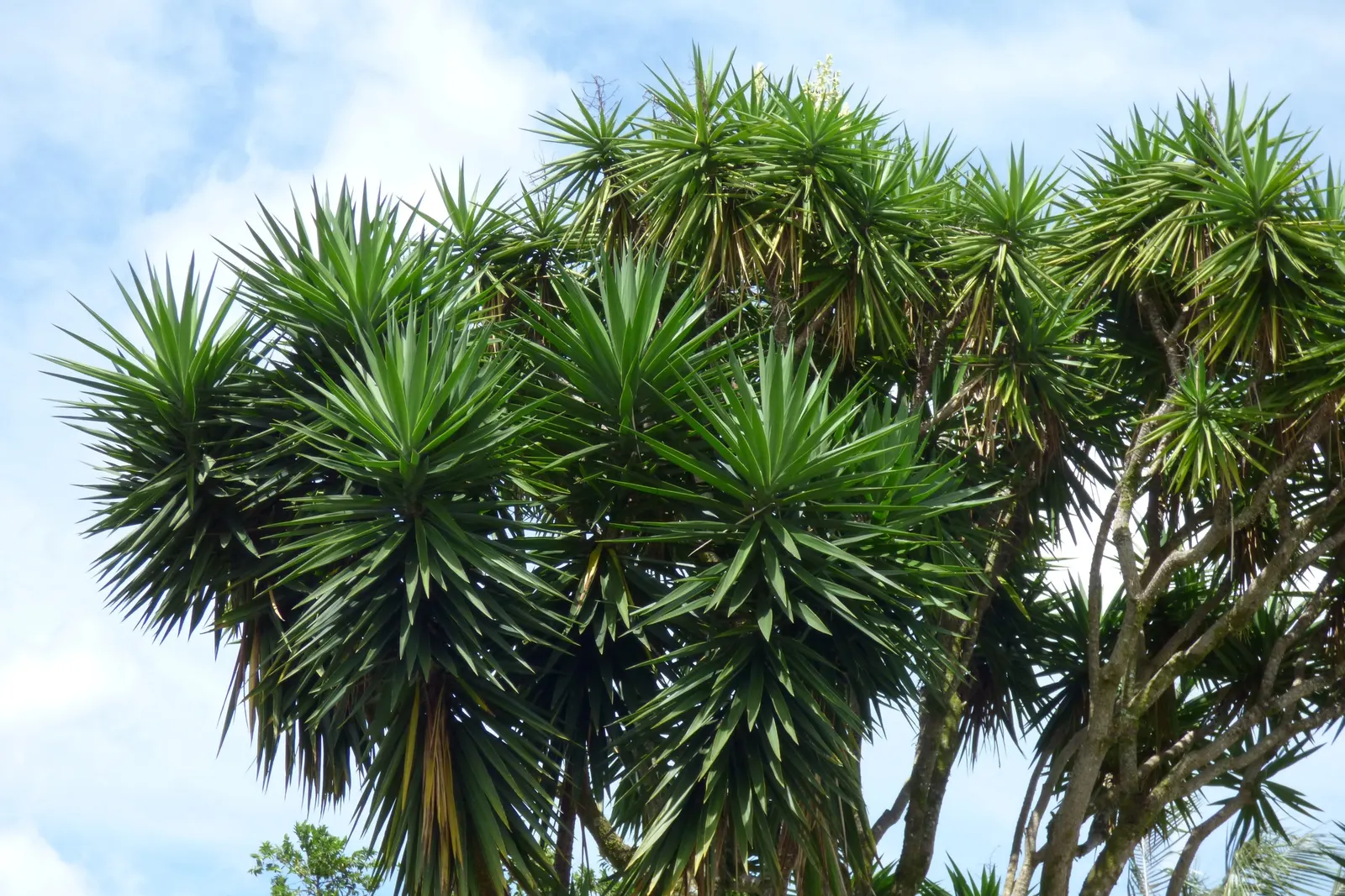 Giant Yucca (Yucca Elephantipes) — it thrives in full sun to partial shade