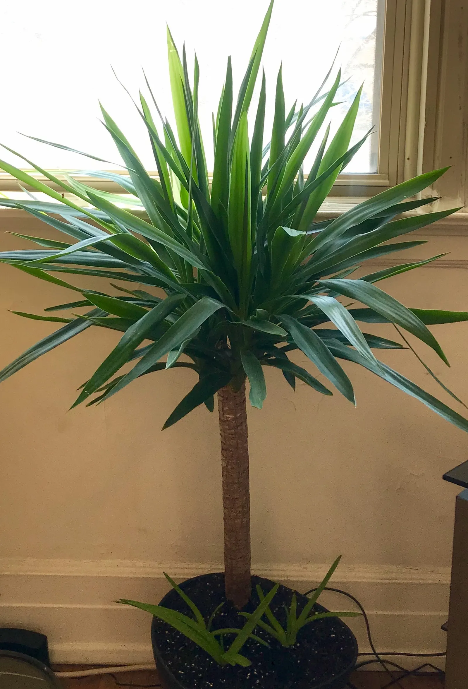 Giant Yucca (Yucca Elephantipes) — woody trunk and sword-like leaves that grow in a rosette fashion