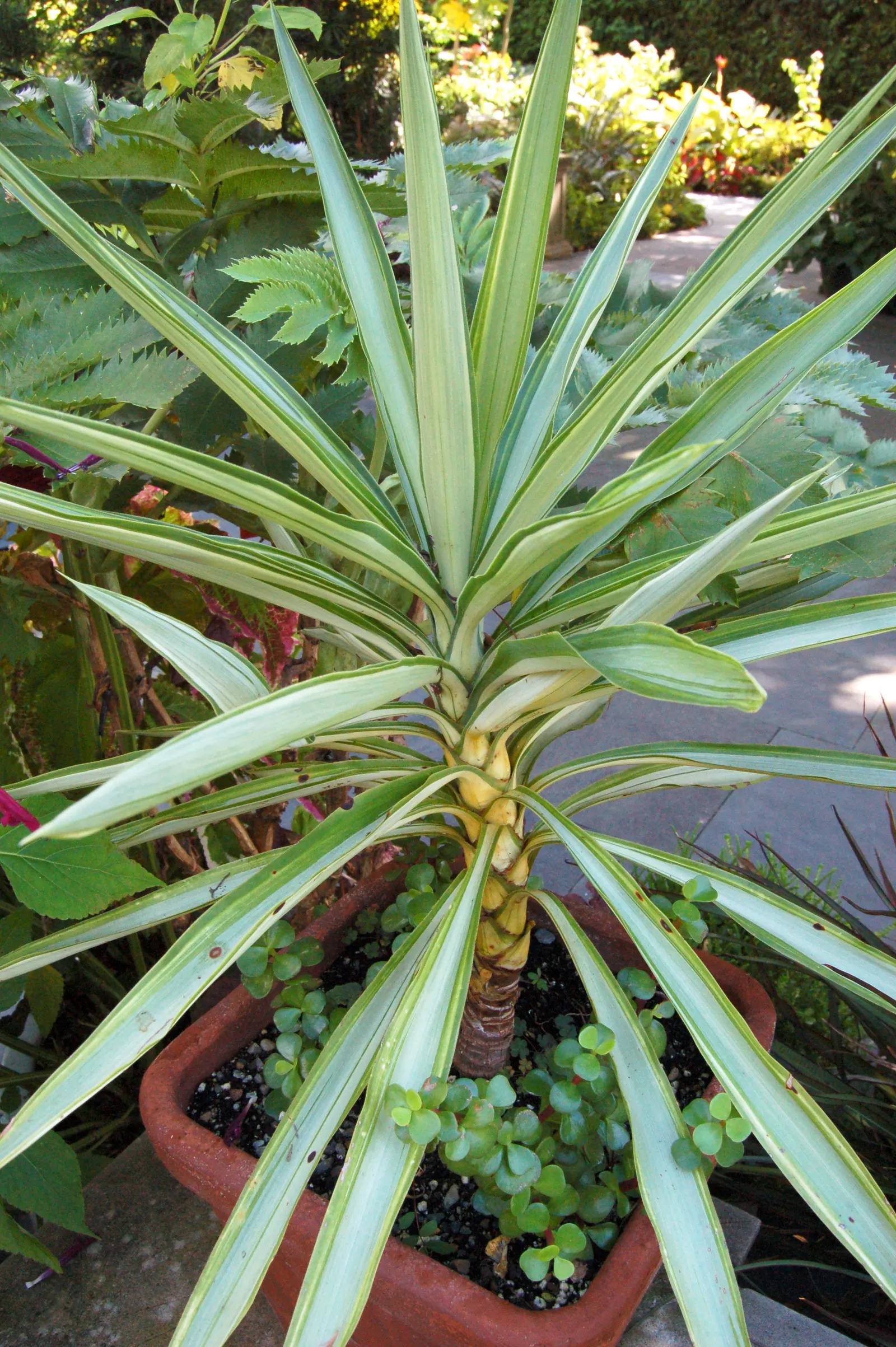 Giant Yucca (Yucca Elephantipes) — which are bell-shaped and held aloft on 2 to 3-foot long panicles