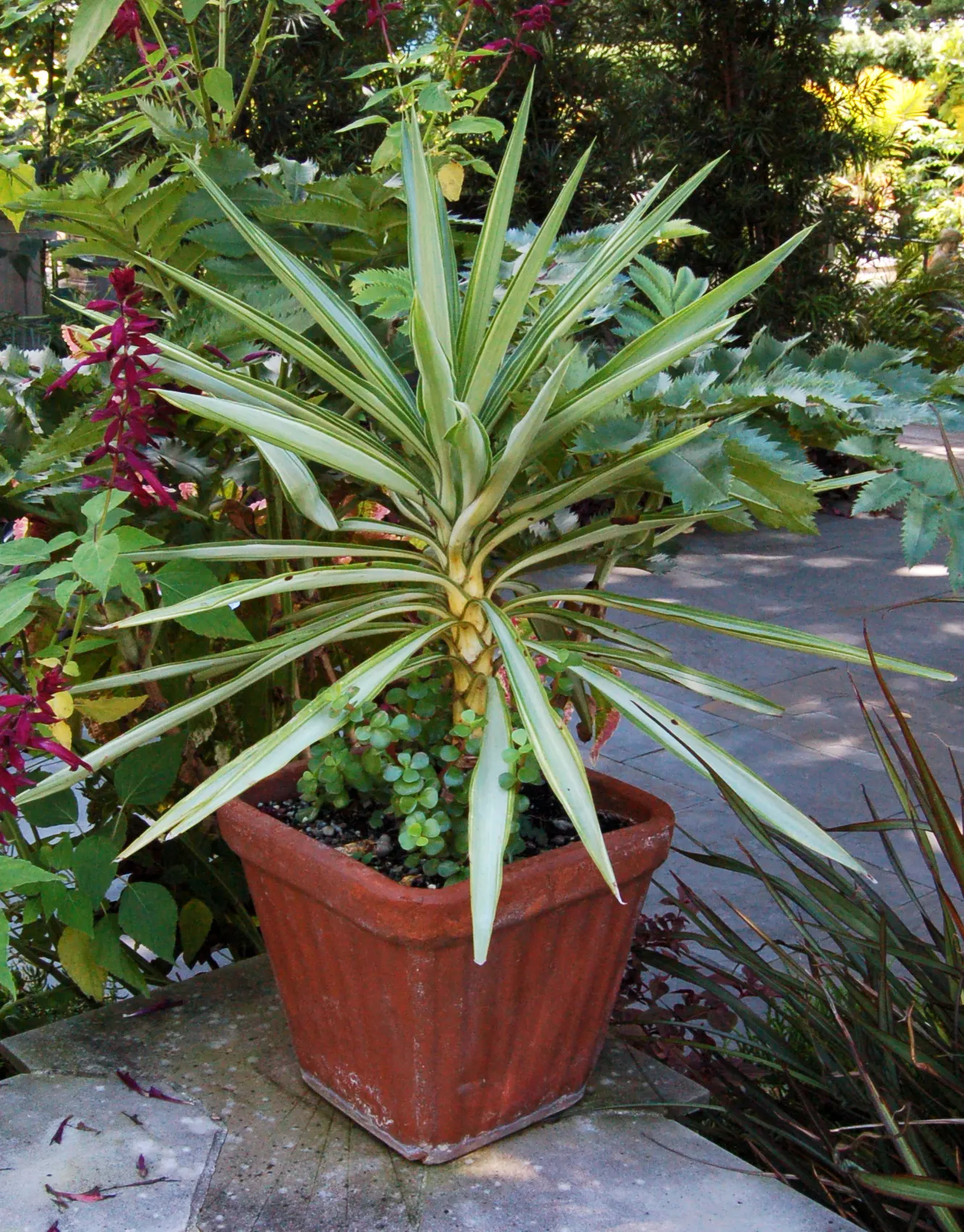 Giant Yucca (Yucca Elephantipes) — consider its potential height and sculptural form