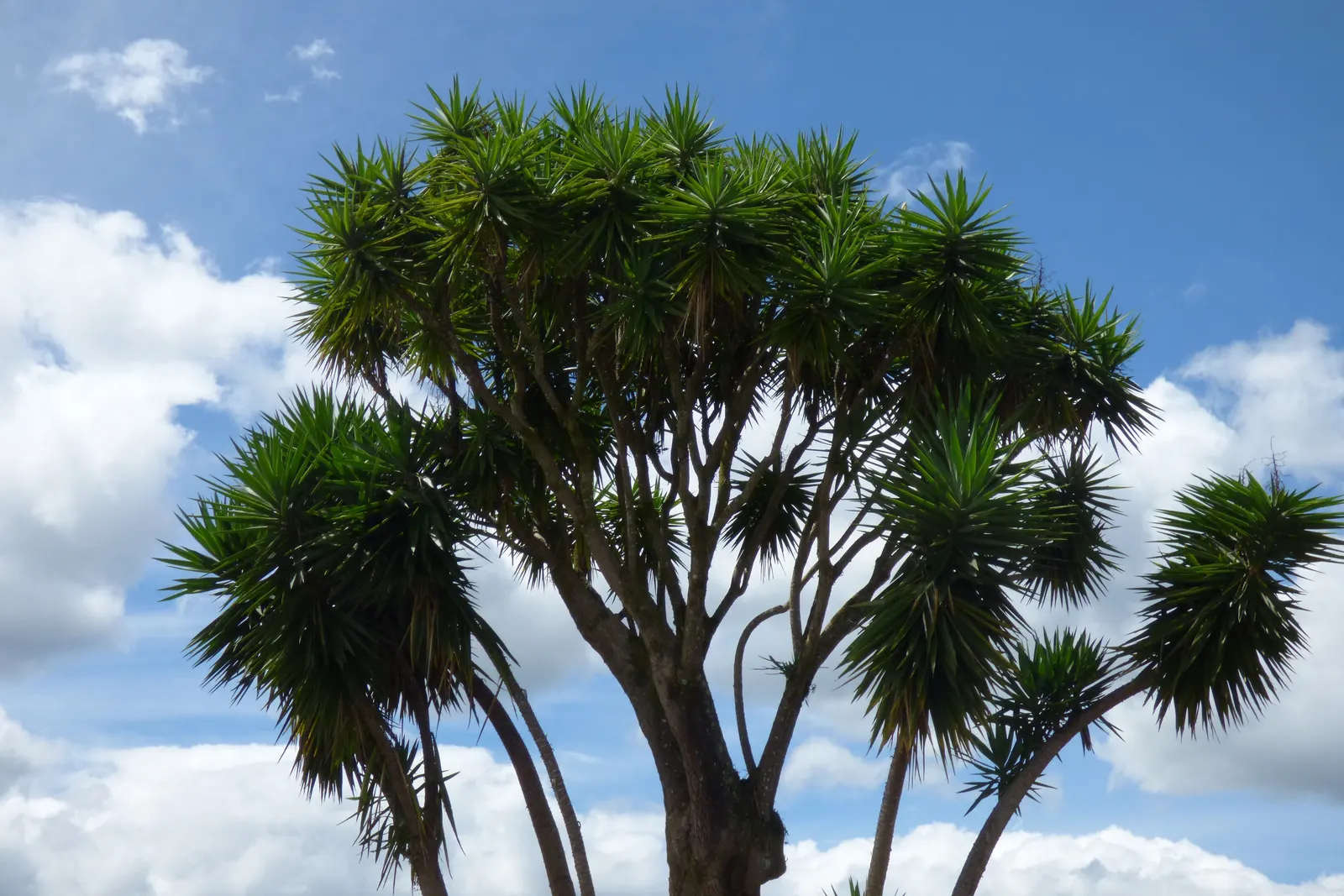 Giant Yucca (Yucca Elephantipes) — Suitable for USDA zones 9-11, it's a stunning choice for year-round greenery