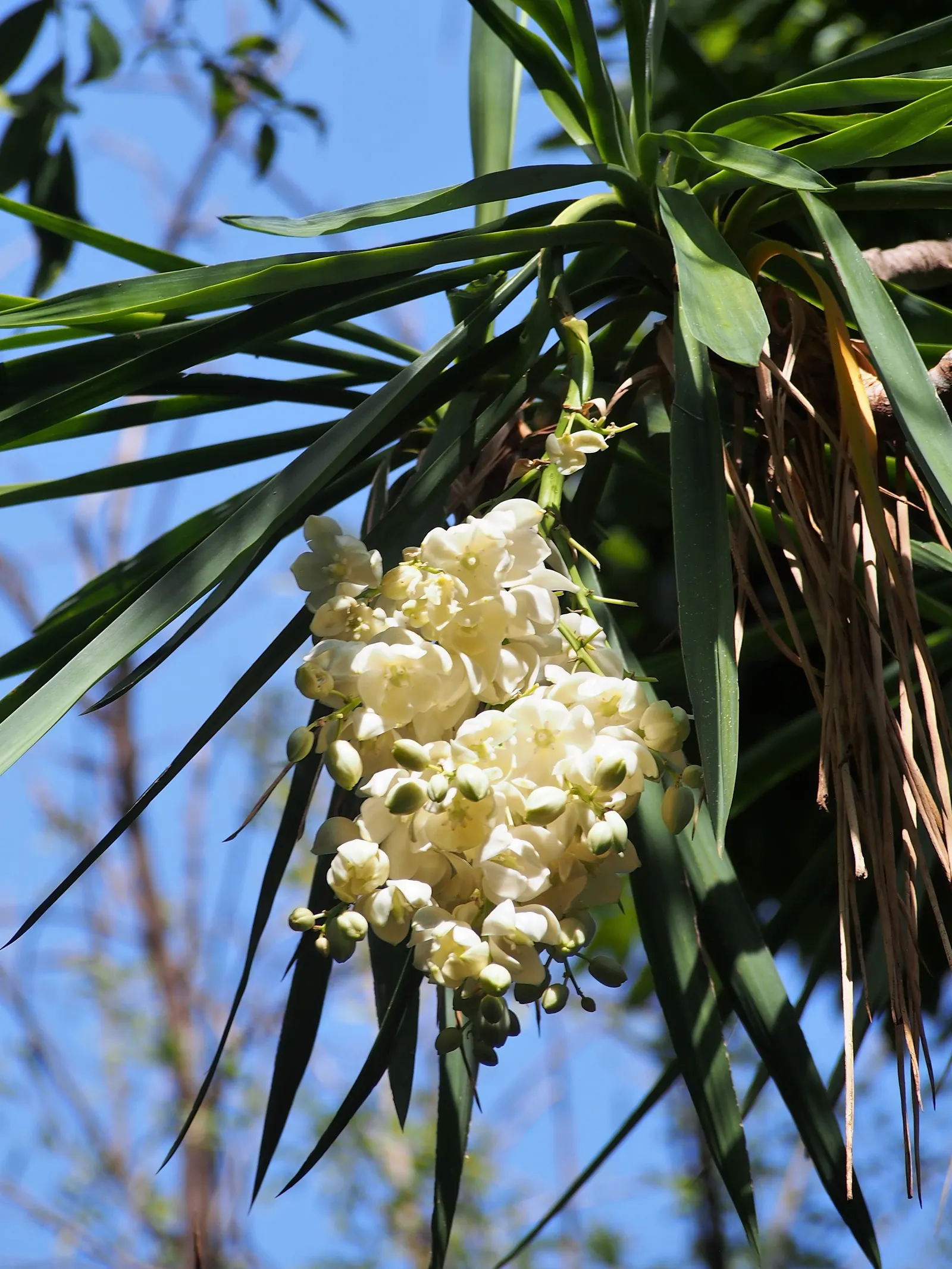 Giant Yucca (Yucca Elephantipes) — white flowers in the garden